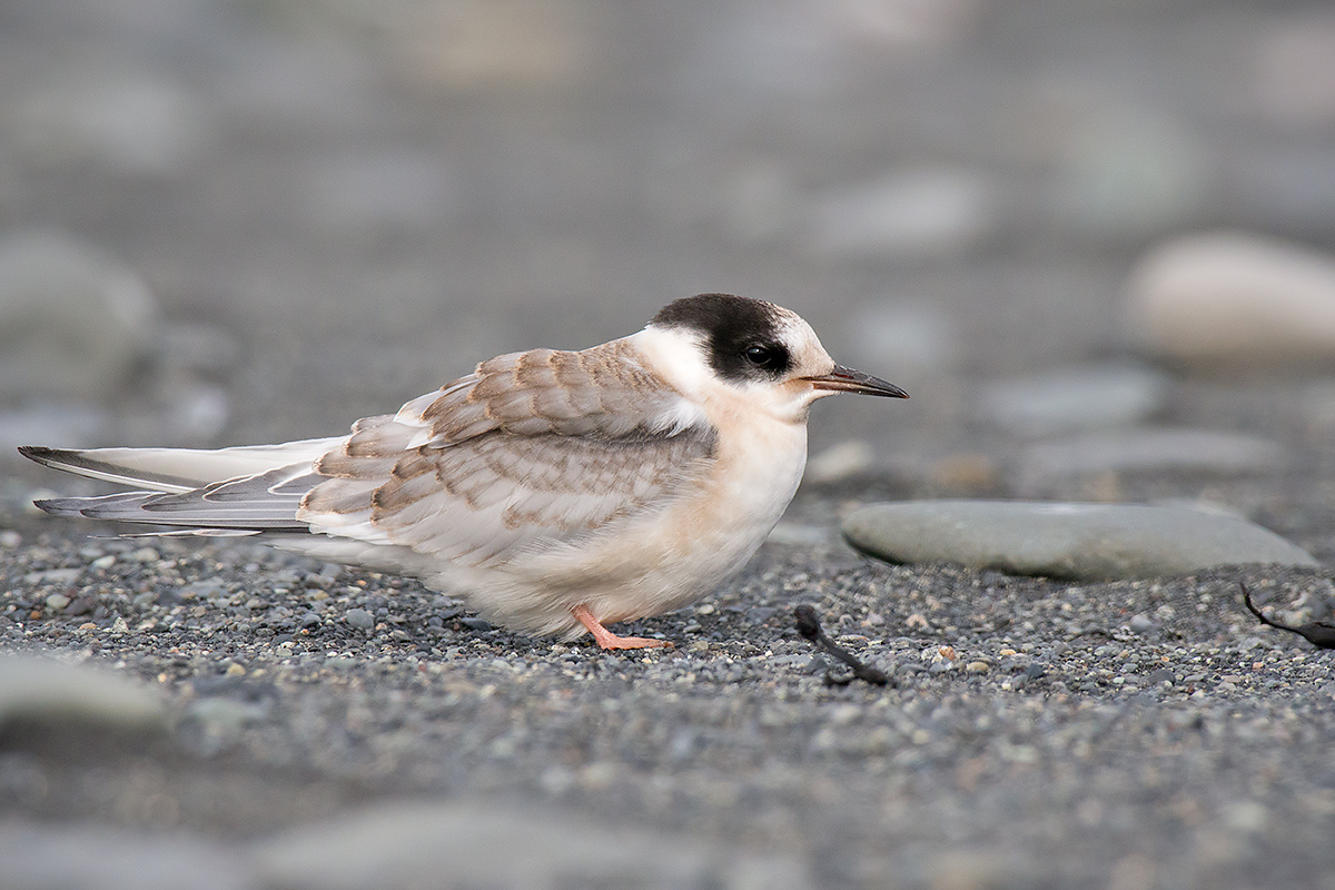 Sterna artica giovane in attesa del cibo