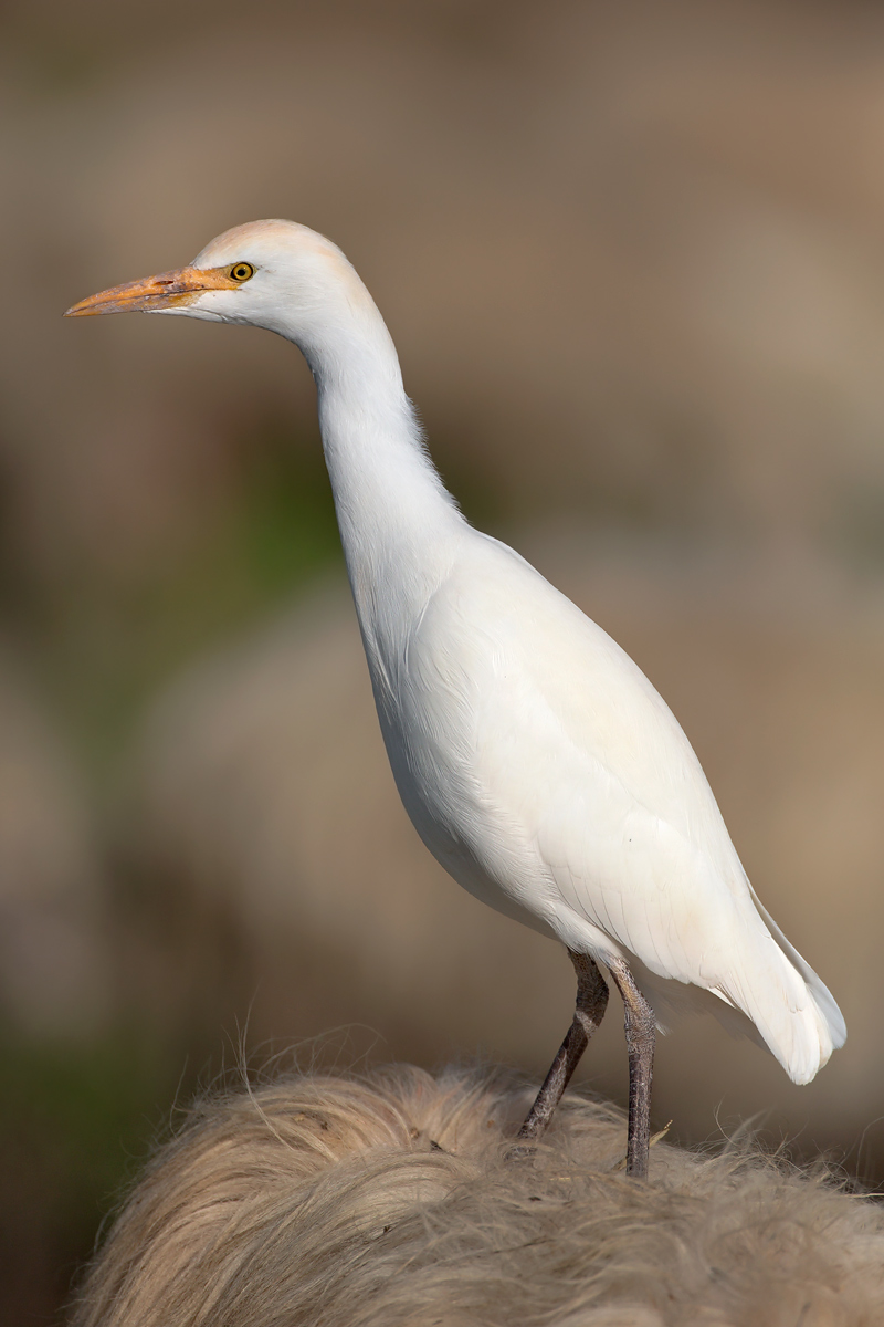 Passeggiando sulla pecora... in mancanza di buoi