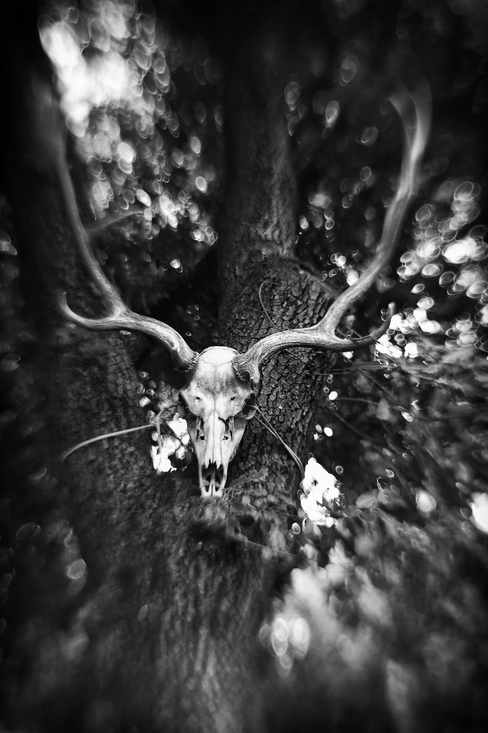 Per Mirkopetrovic XD