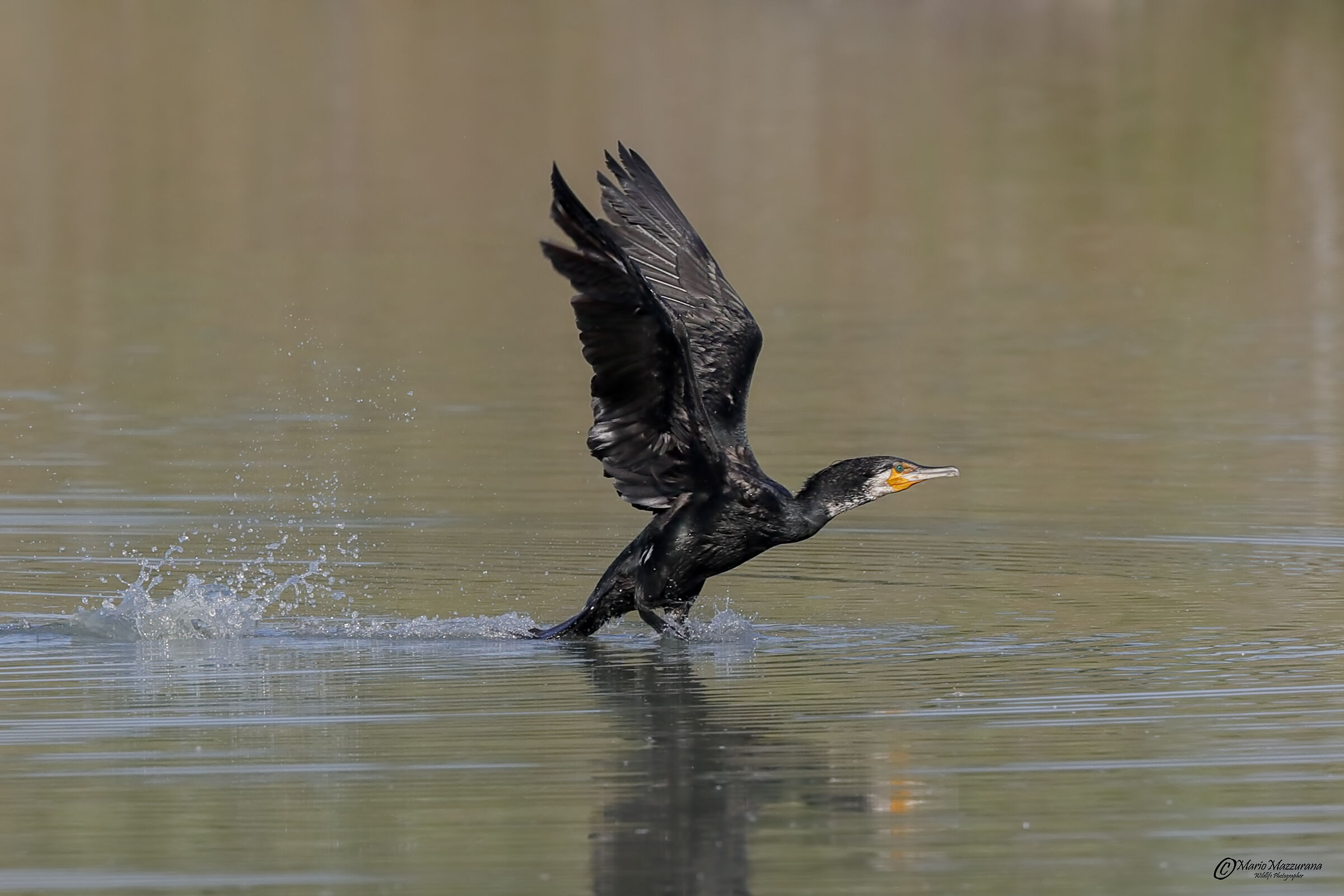 Cormorano