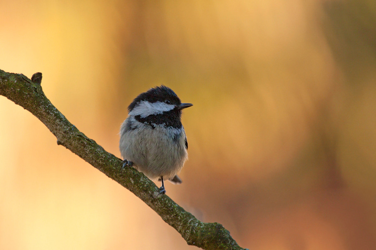 Backlight - Coal Tit