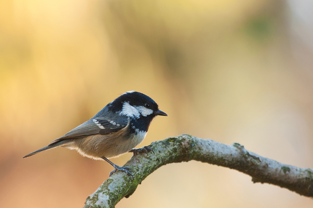 Coal Tit