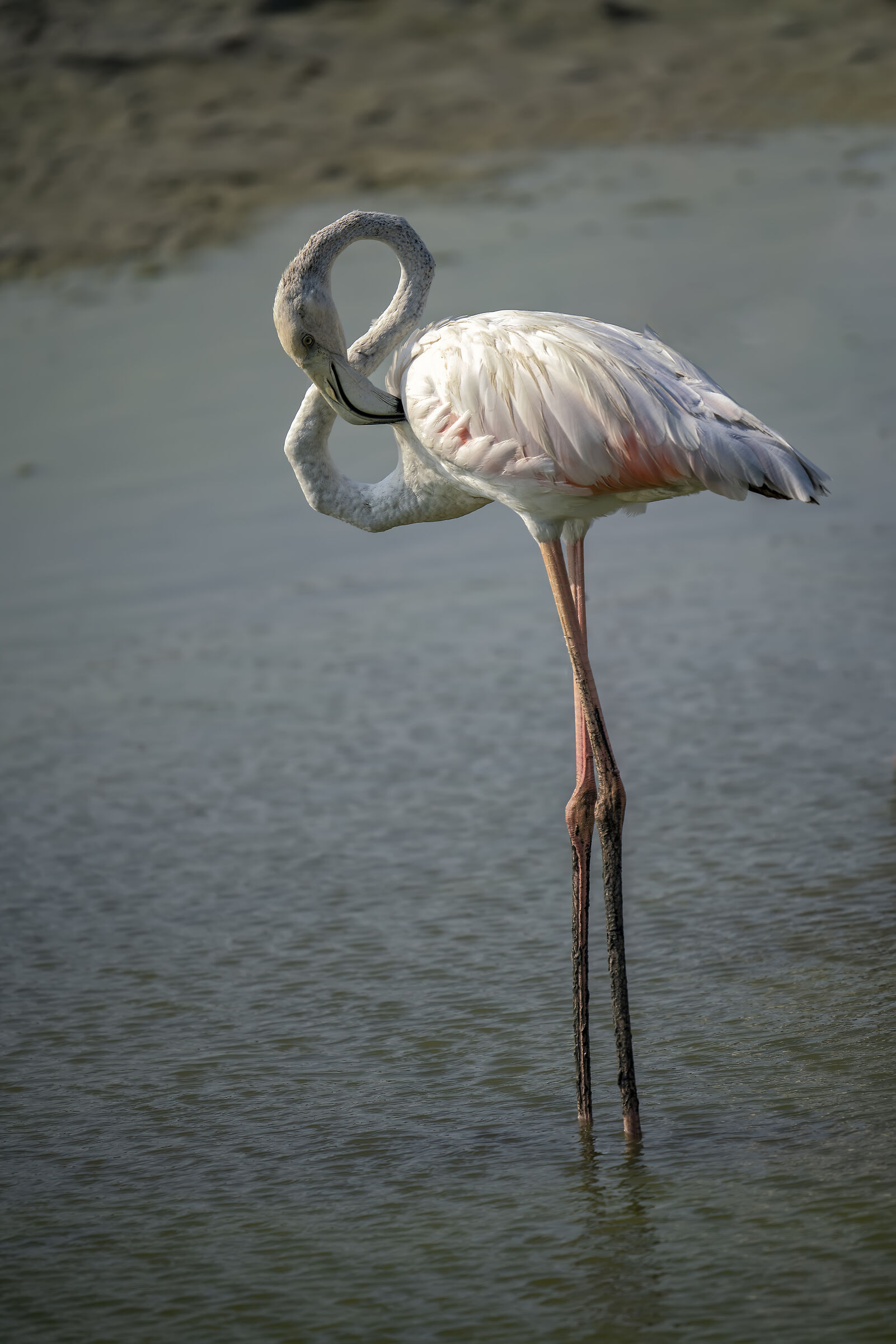 Fenicottero Maggiore