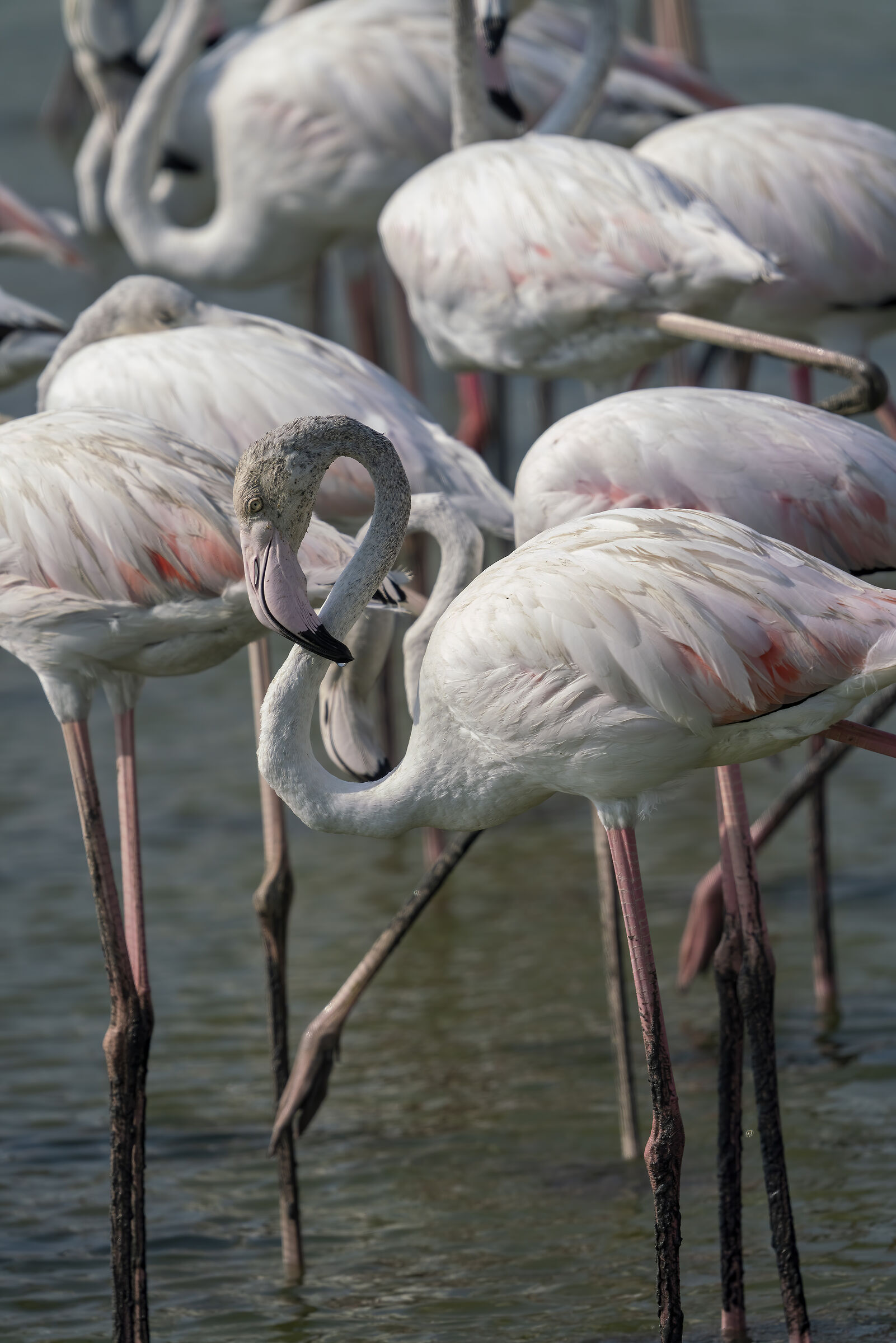 Fenicotteri Maggiori