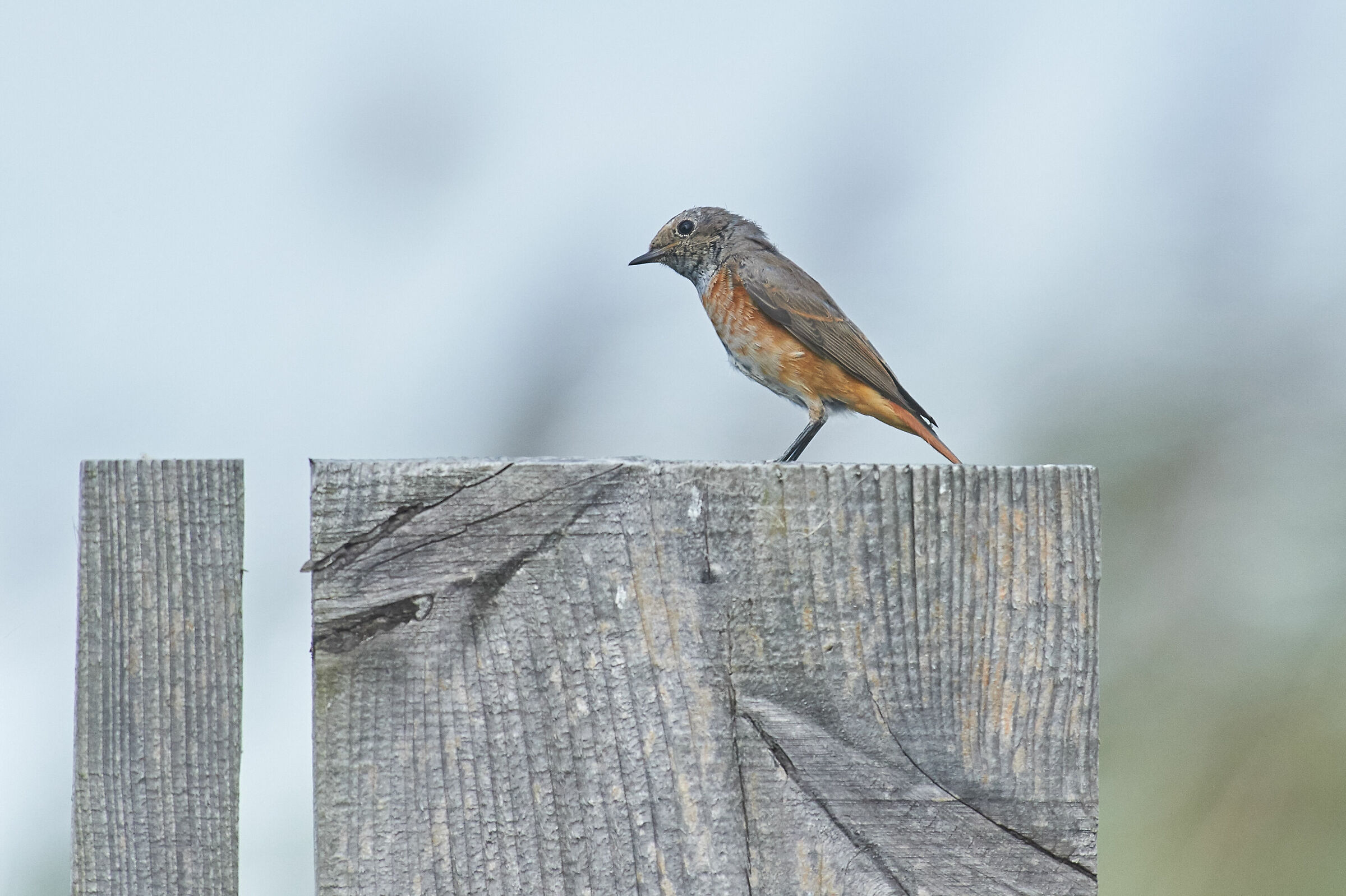 Juvenile Redstart