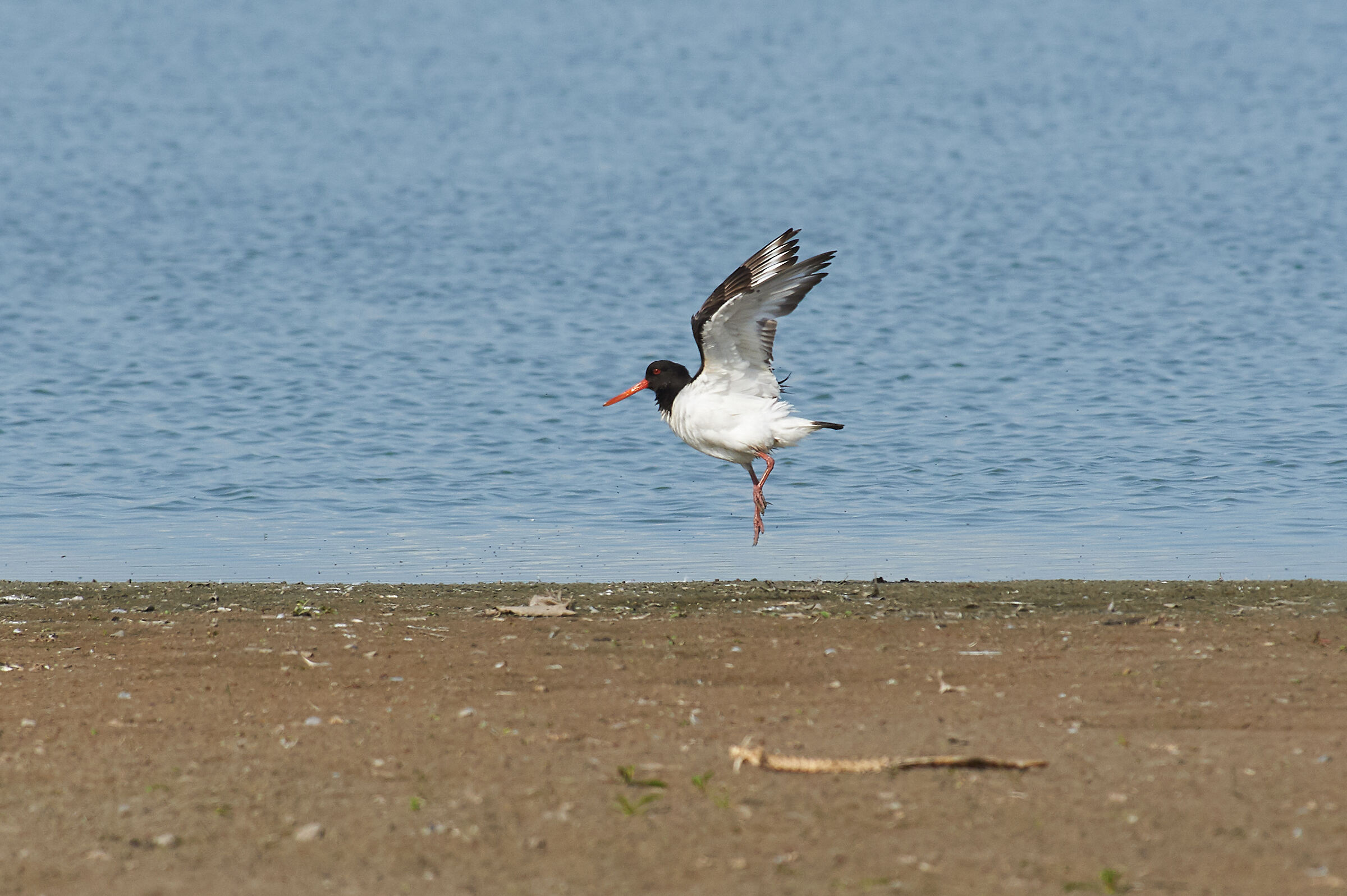 Oystercatcher ballet
