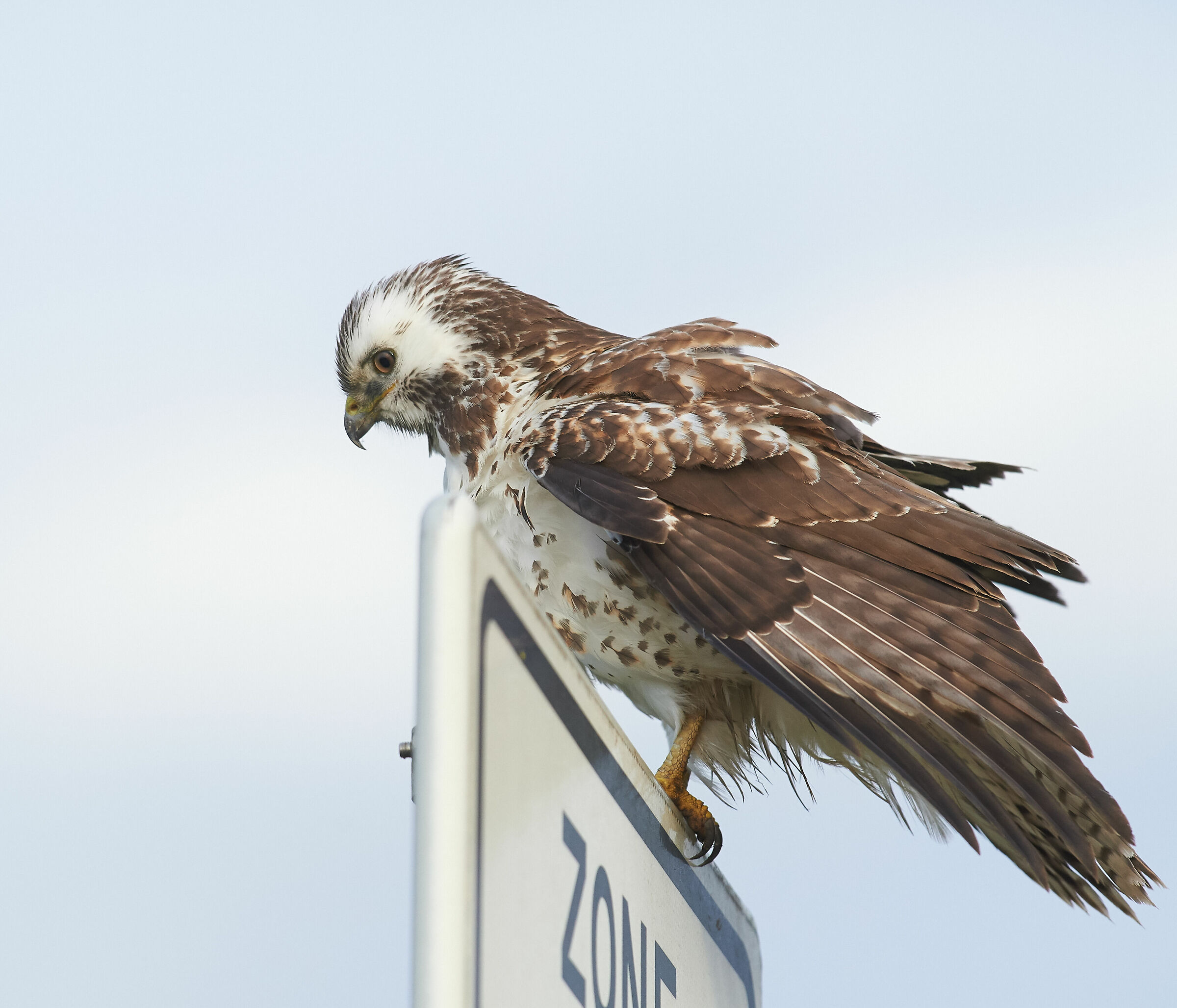European common Buzzard hunting
