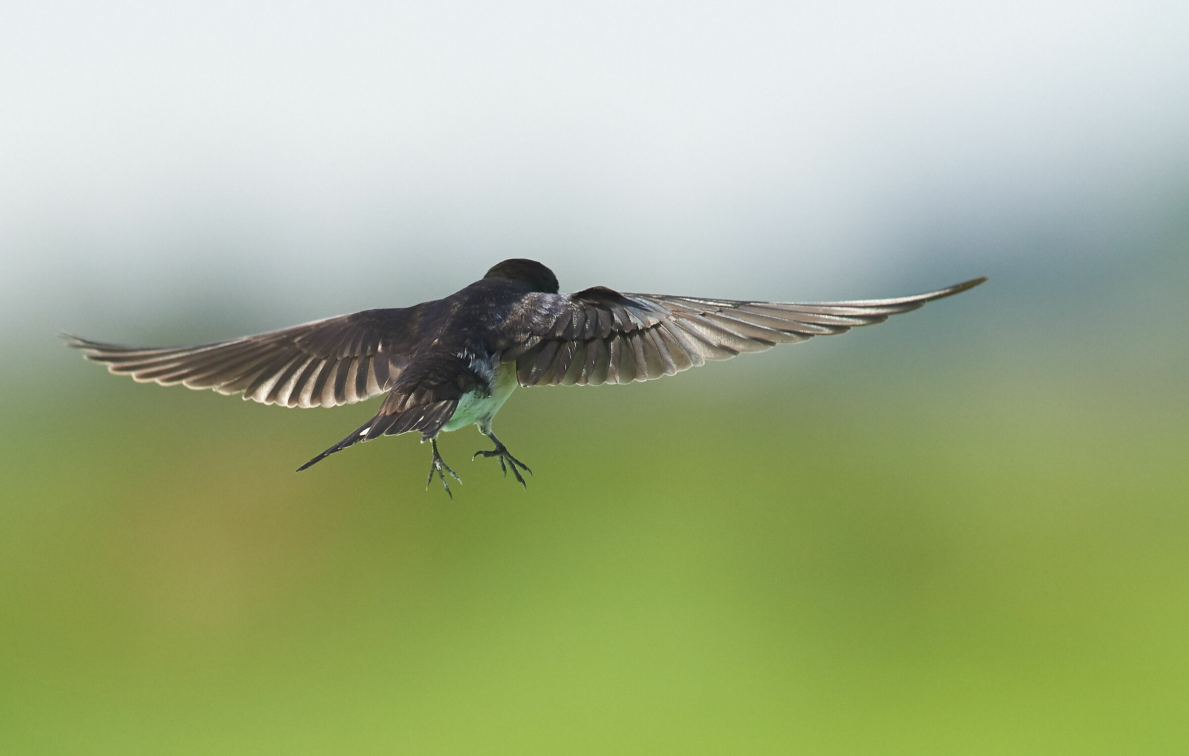 Barnswallow. Green, green grass of home..