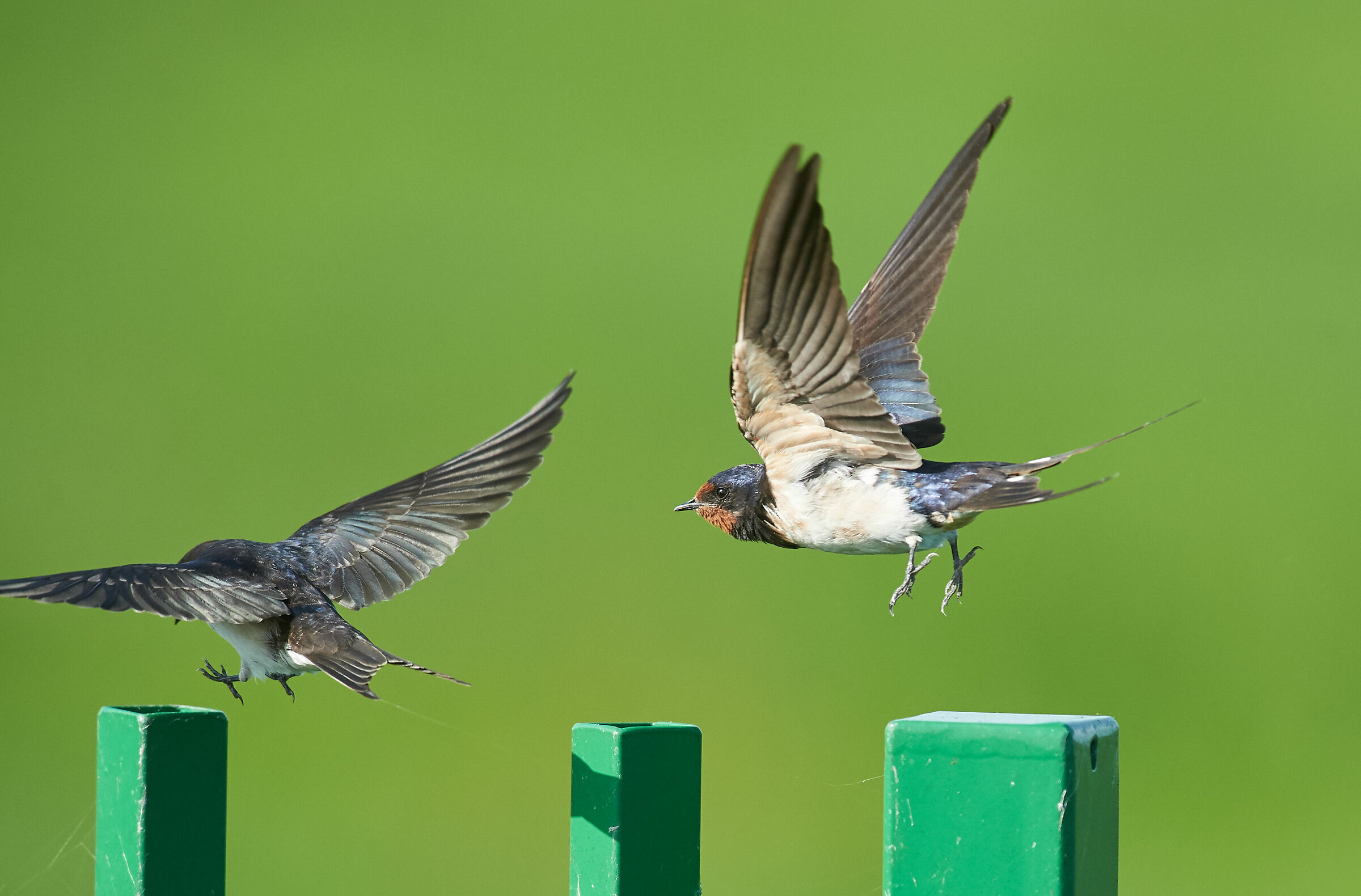 Barnswallows. When your tele is too big