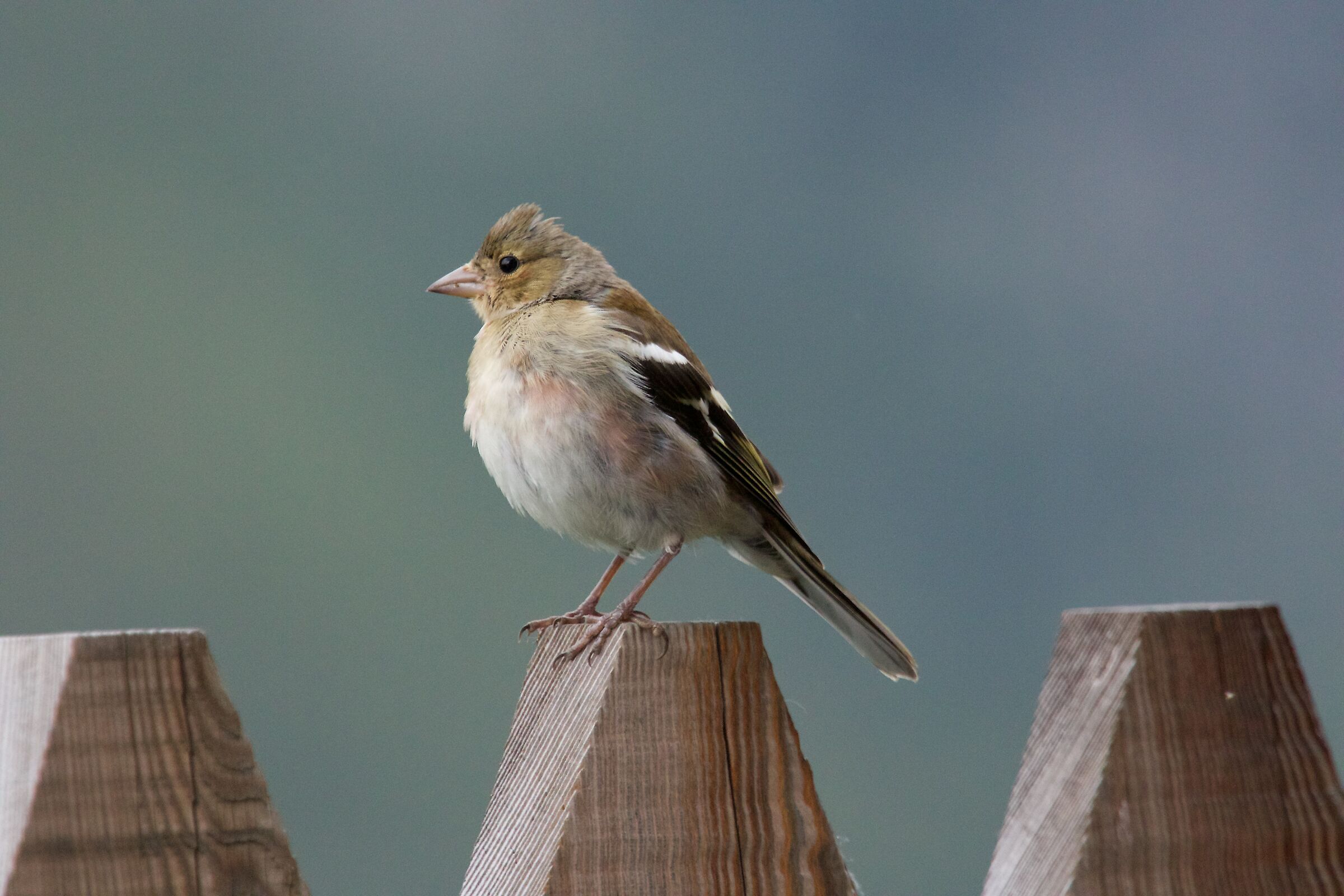 Sparkling In to Passo Rombo, Bolzano