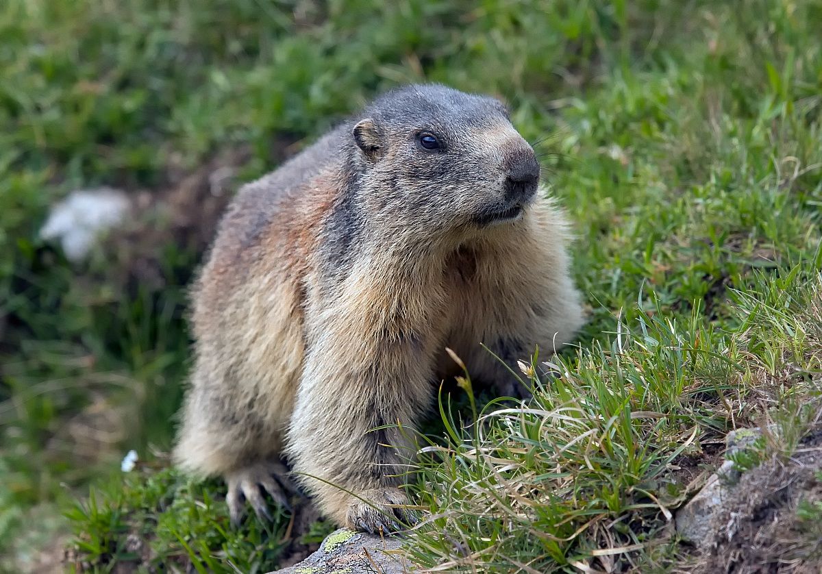 Marmot