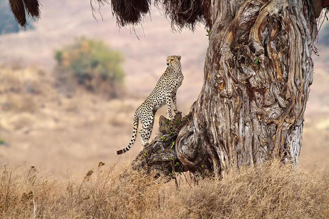 Ngorongoro-Tanzania-Un'occhiata in giro.