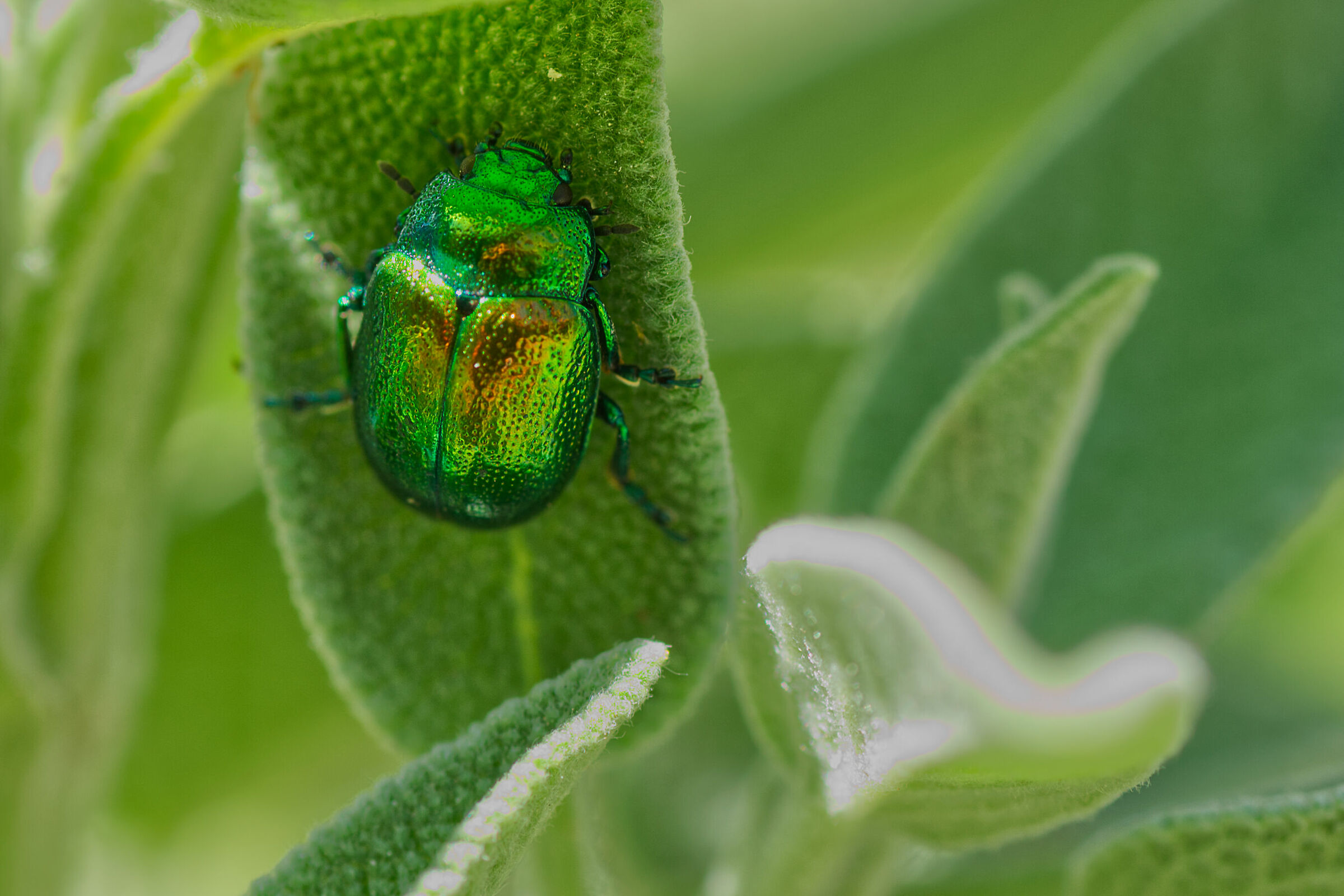 Cetonia aurata