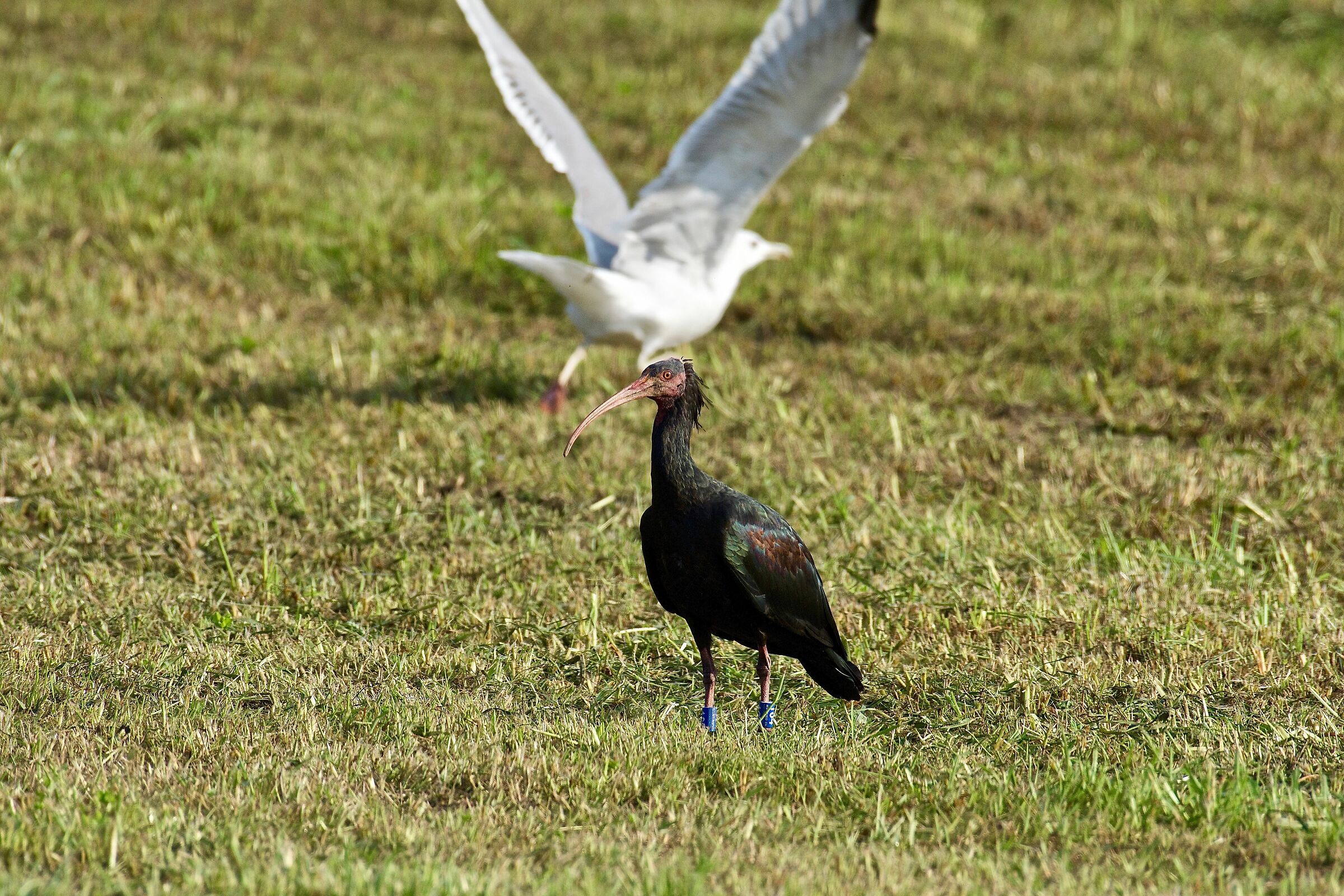 Ibis Eremita