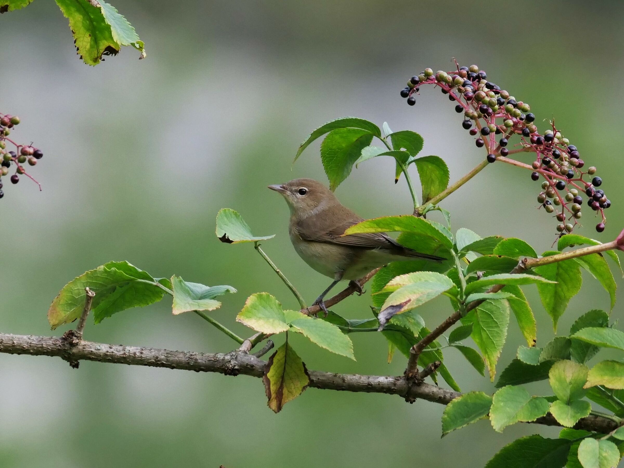 Luì Small (Phylloscopus collybita)