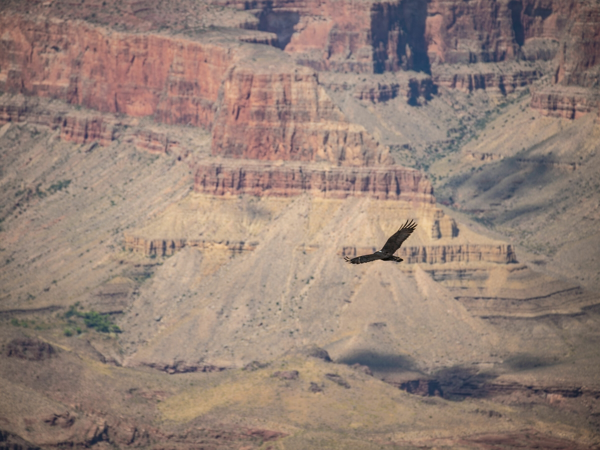 Condor