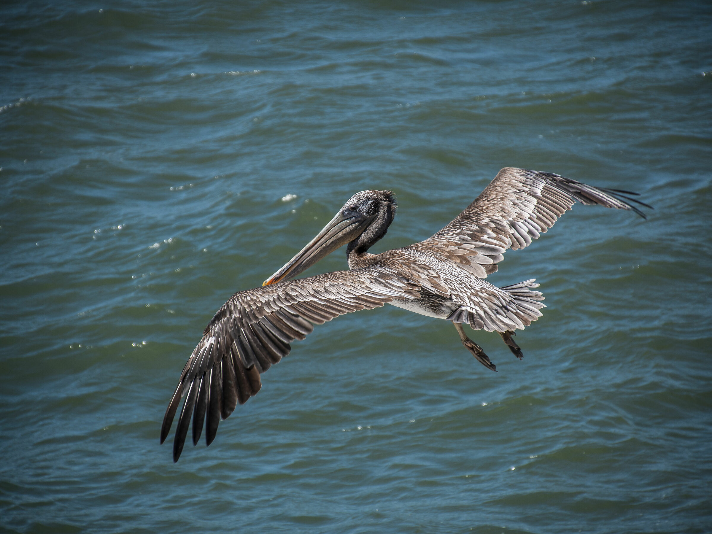 Pelican