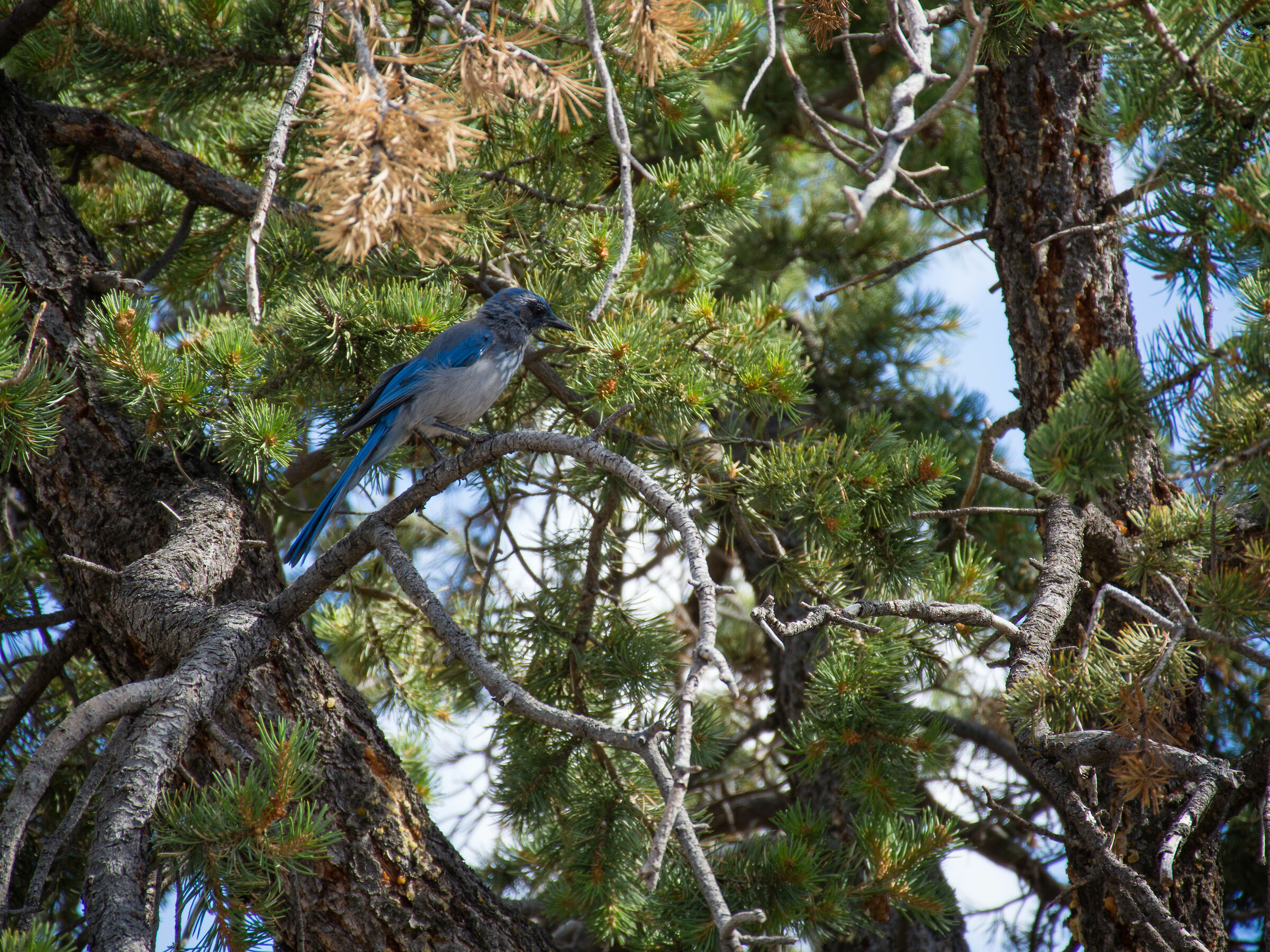 Blue bird