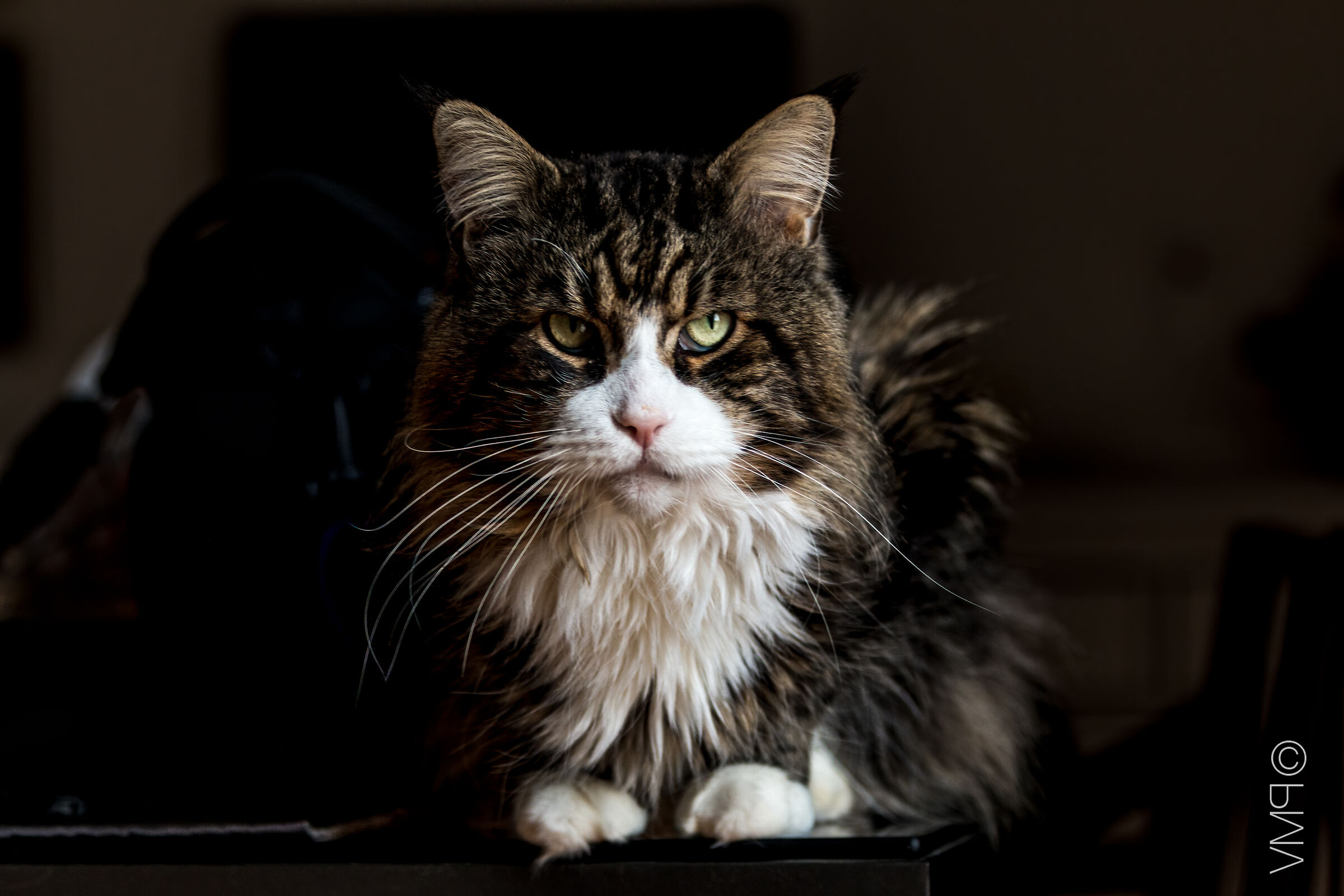 Different Lightroom Settings - Denoise AI