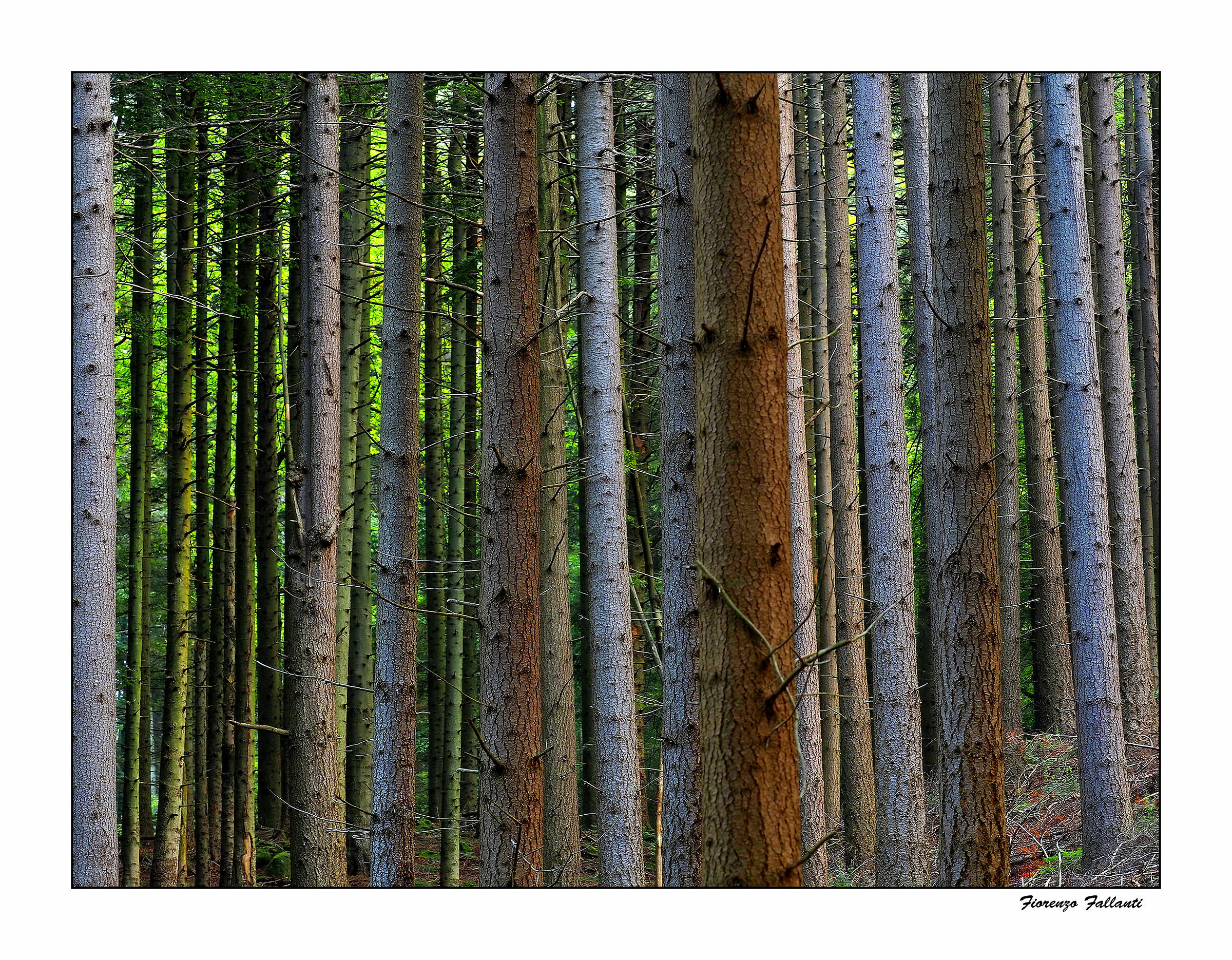 ...Appennino Tosco-Emiliano