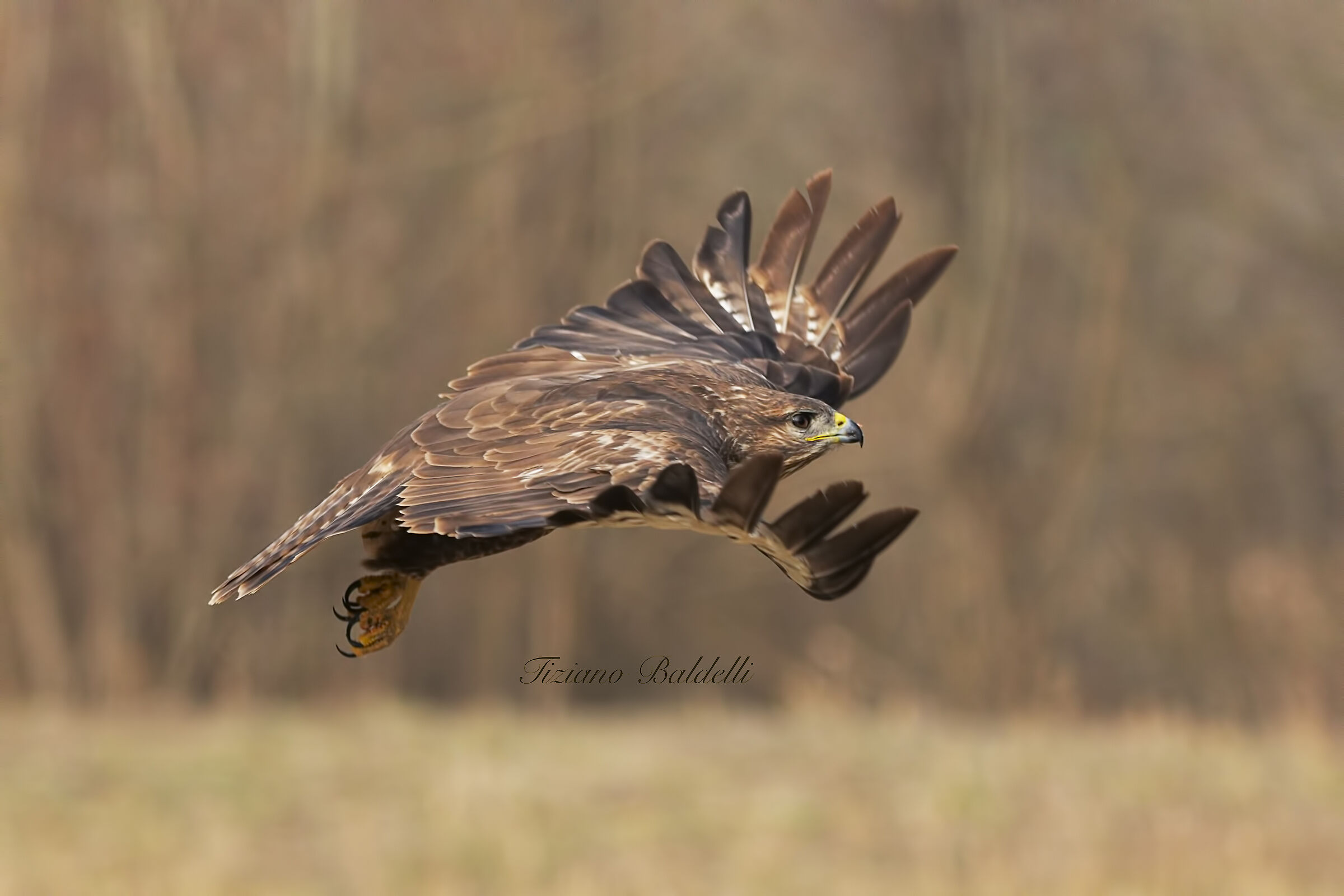 The profile of the remiges