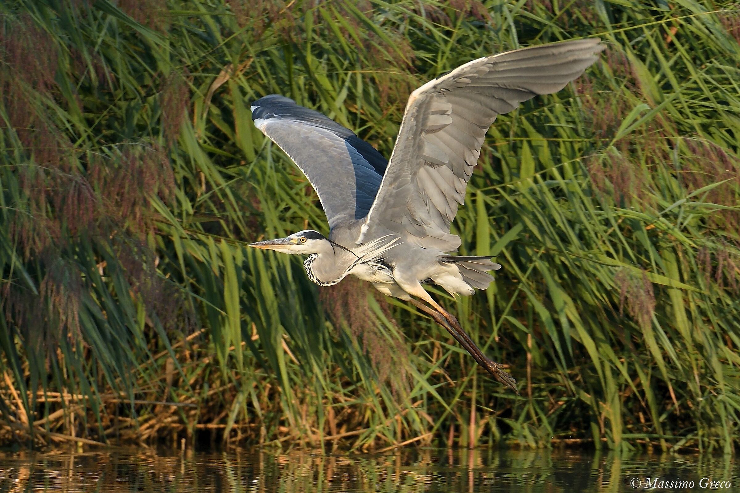 Ash heron