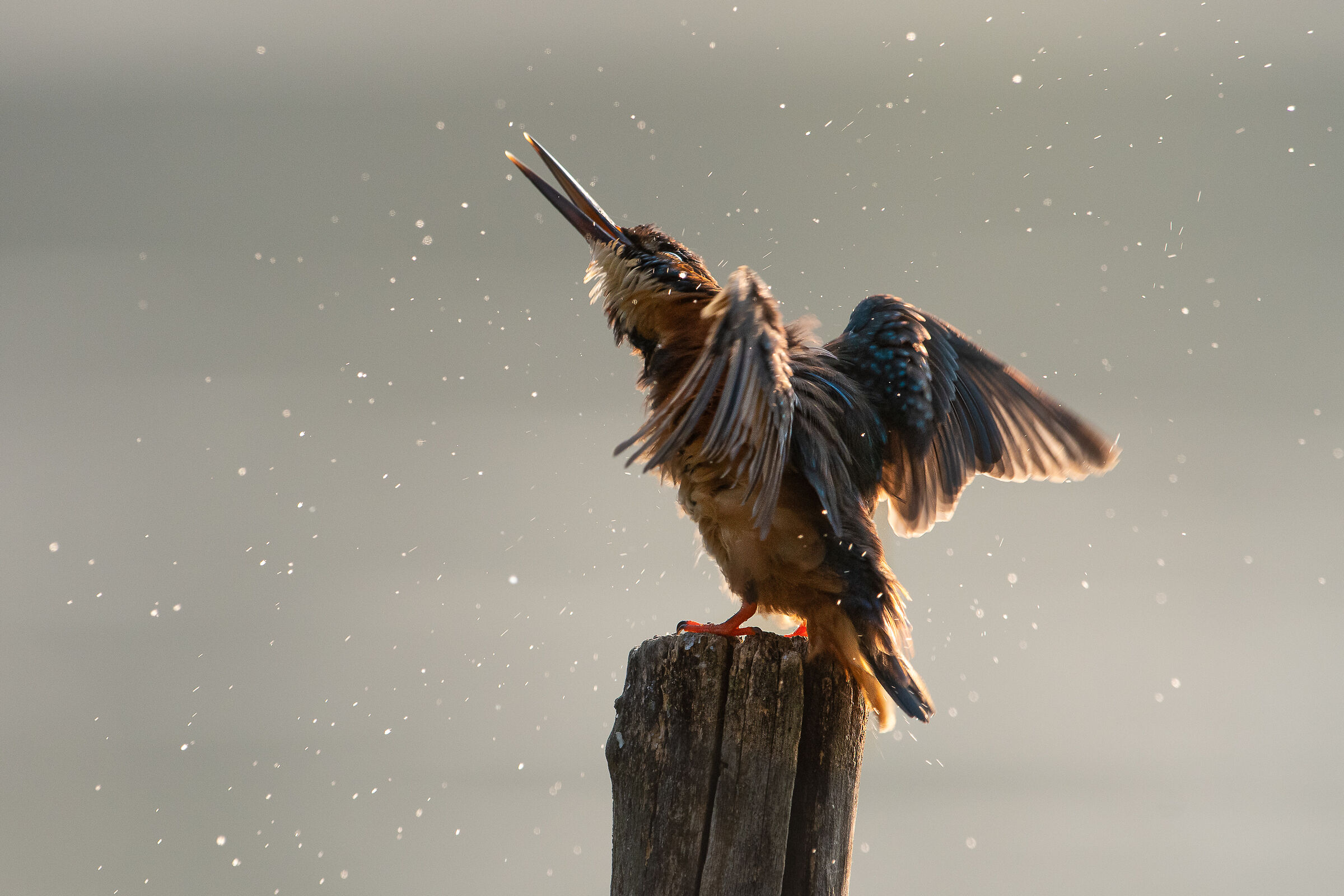 The Shake of The Martin