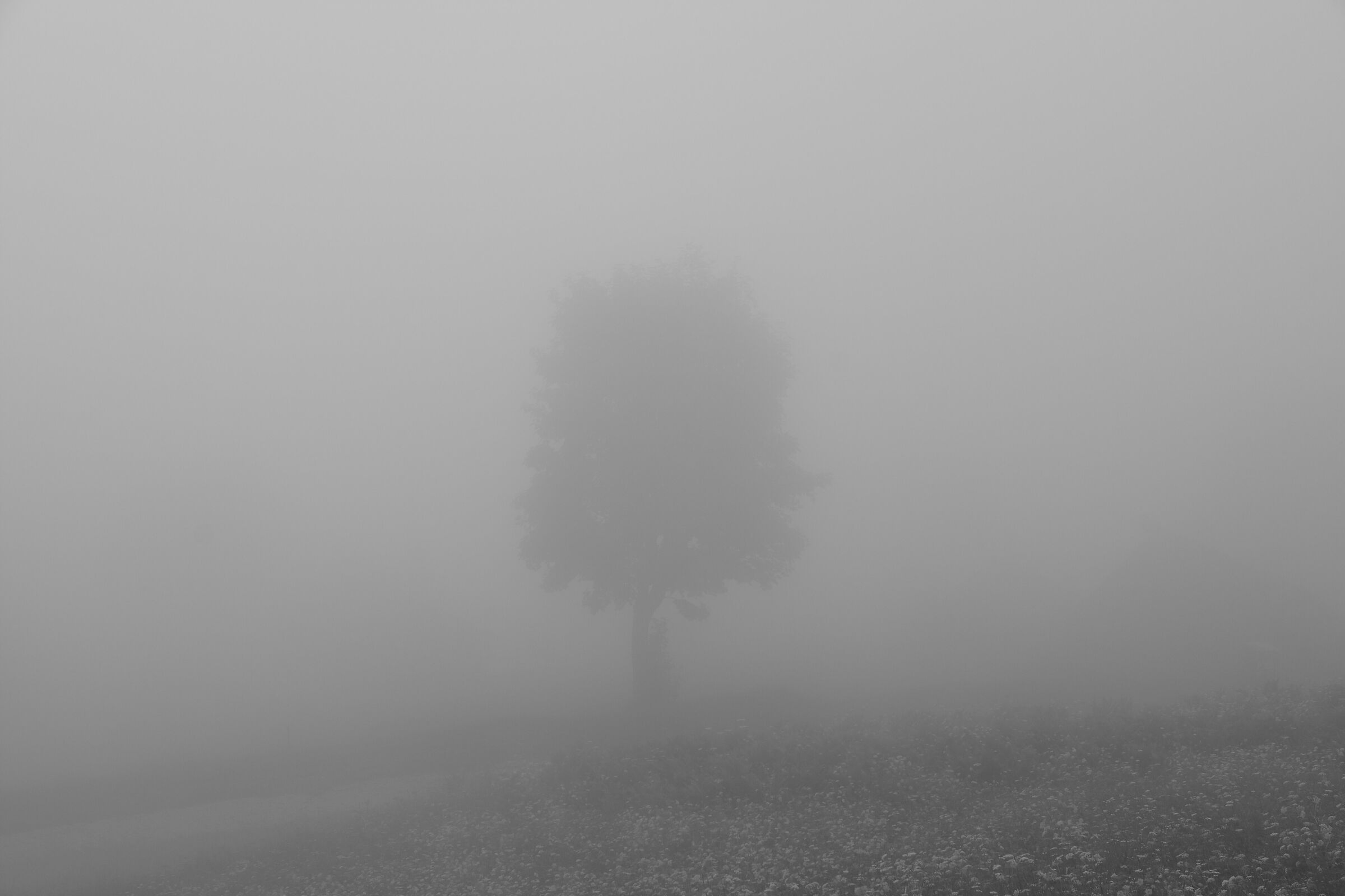 Ombre nella nebbia
