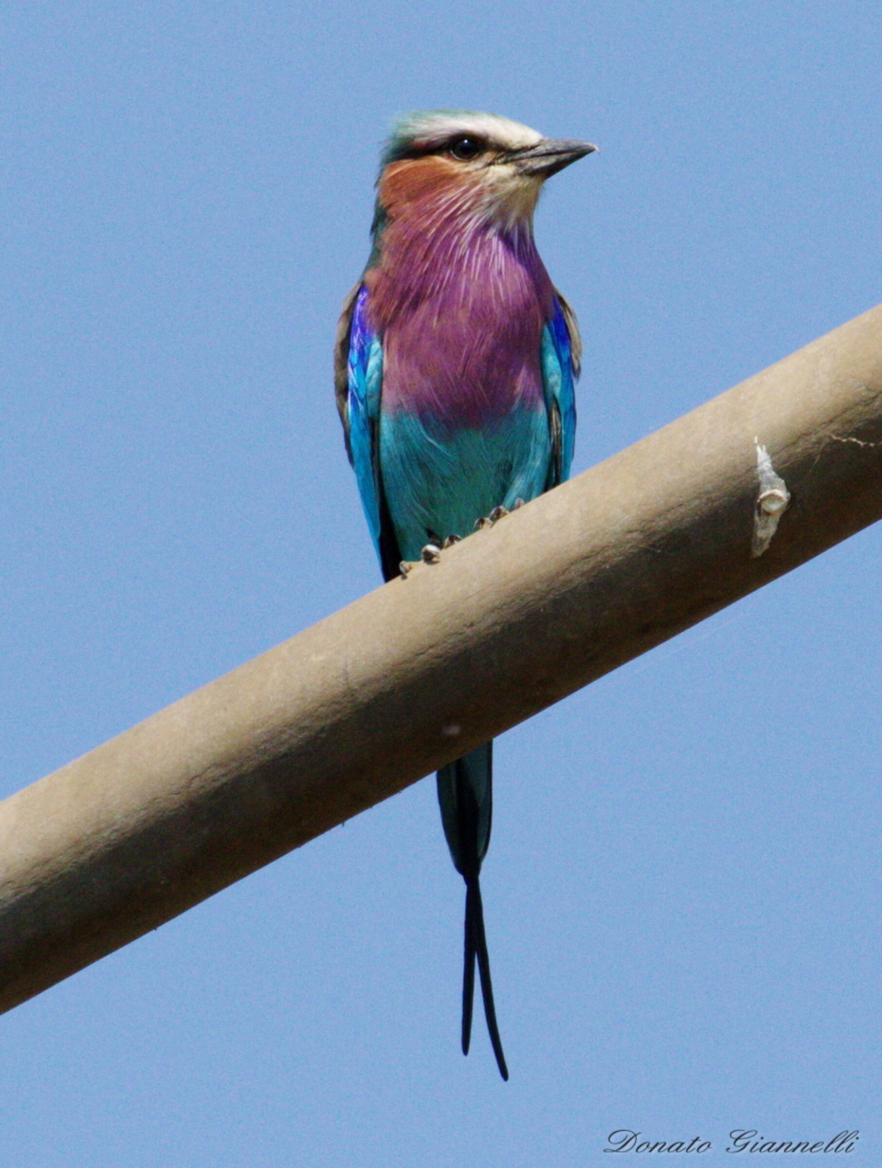 Sea jay brill-breasted sea