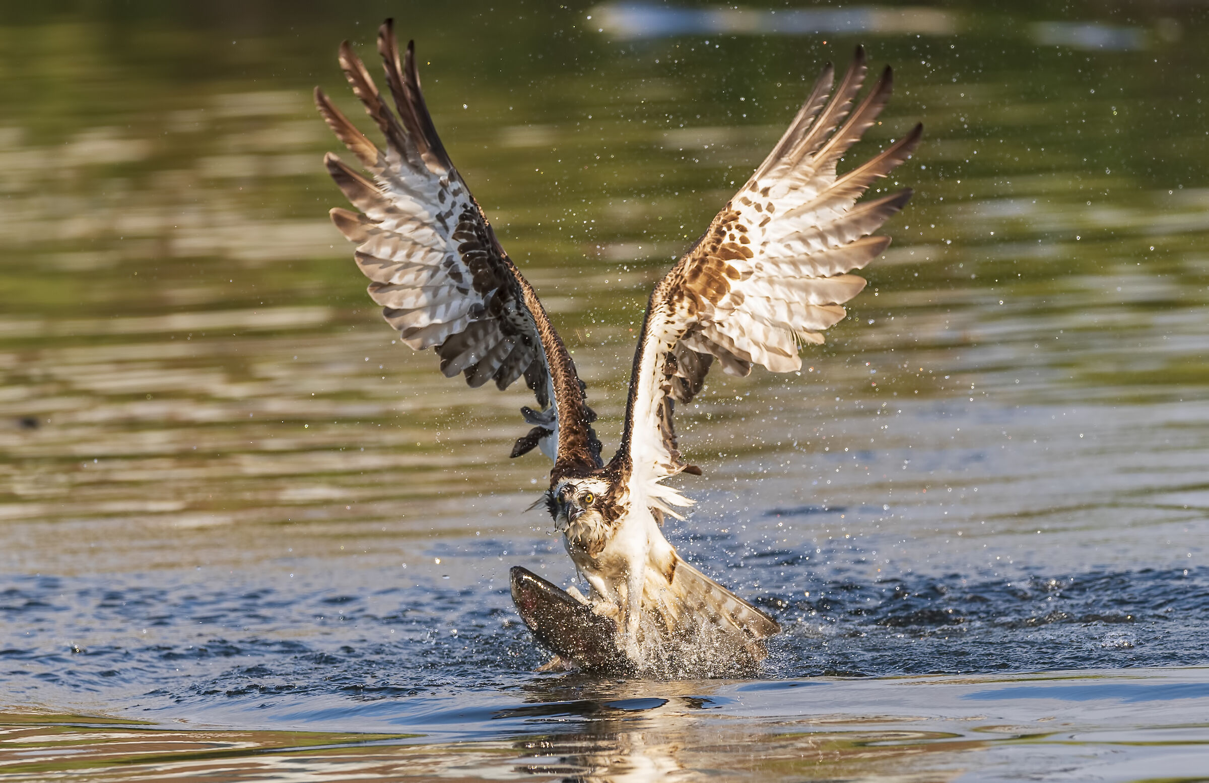 osprey hunting