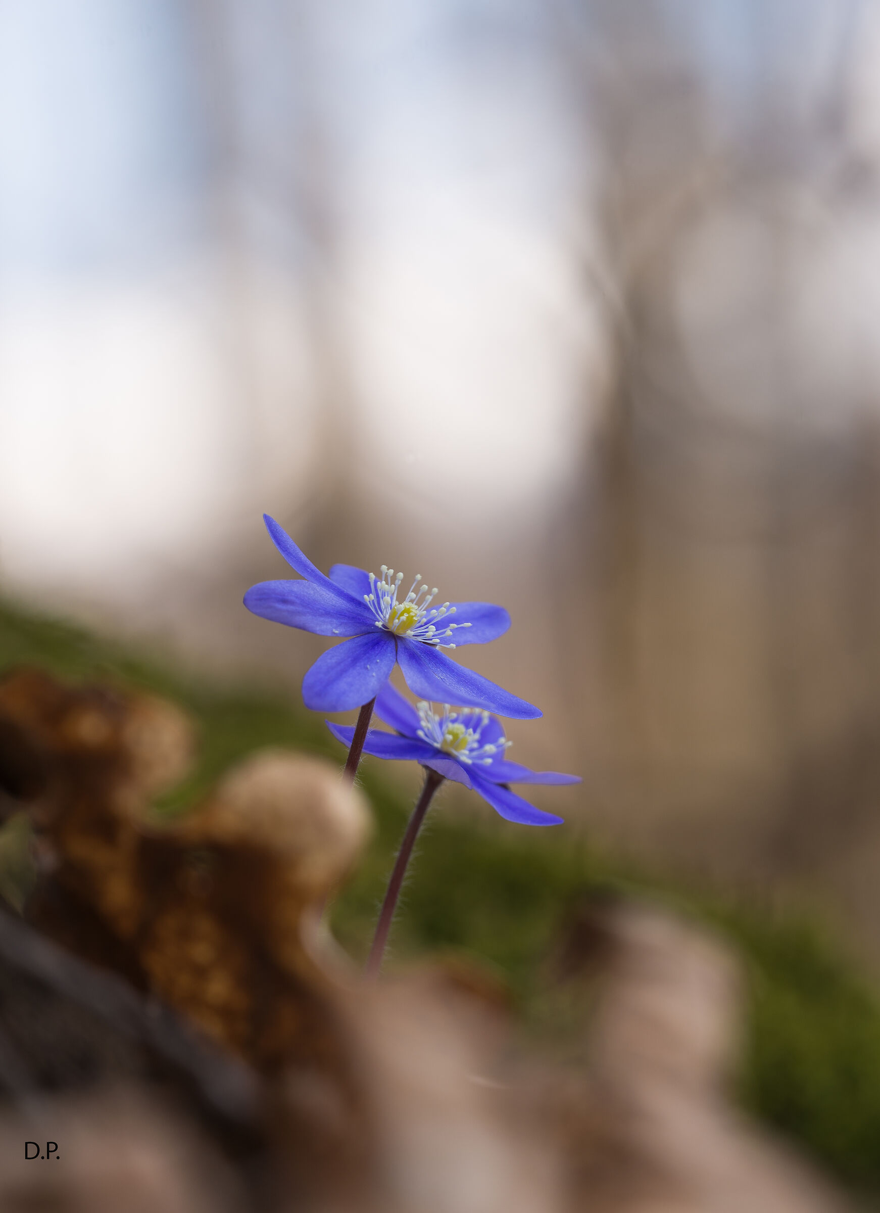 Hepatica nobilis
