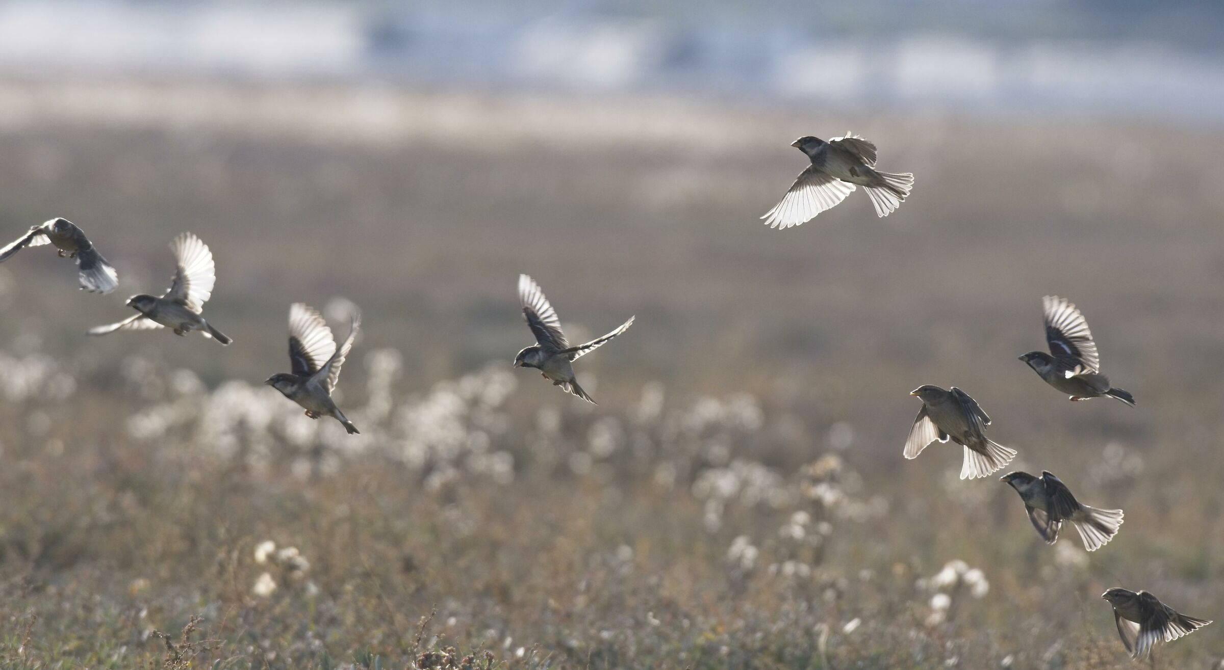 Sparrows in the marshes