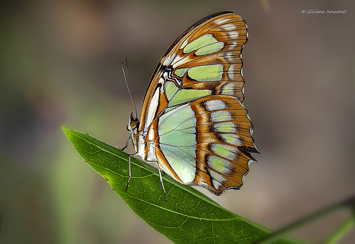 In posa come una diva......