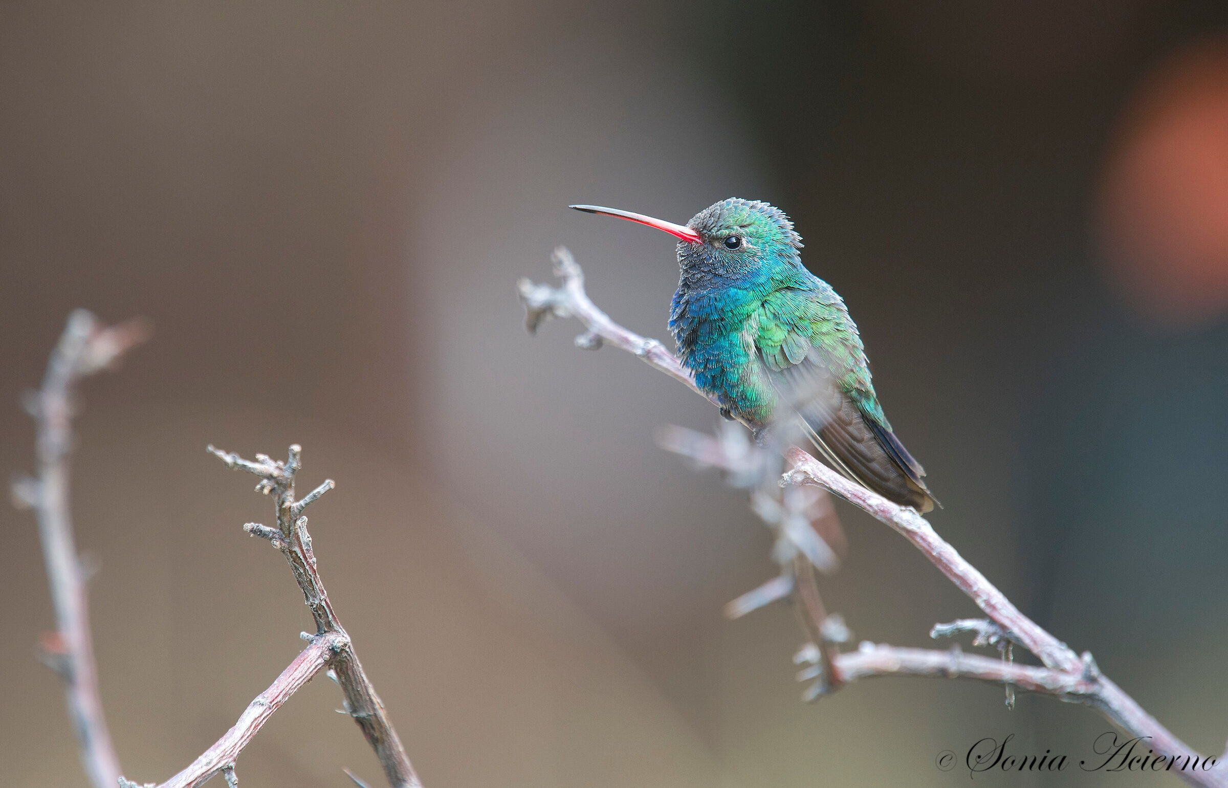 Broad-billed Hummingbird