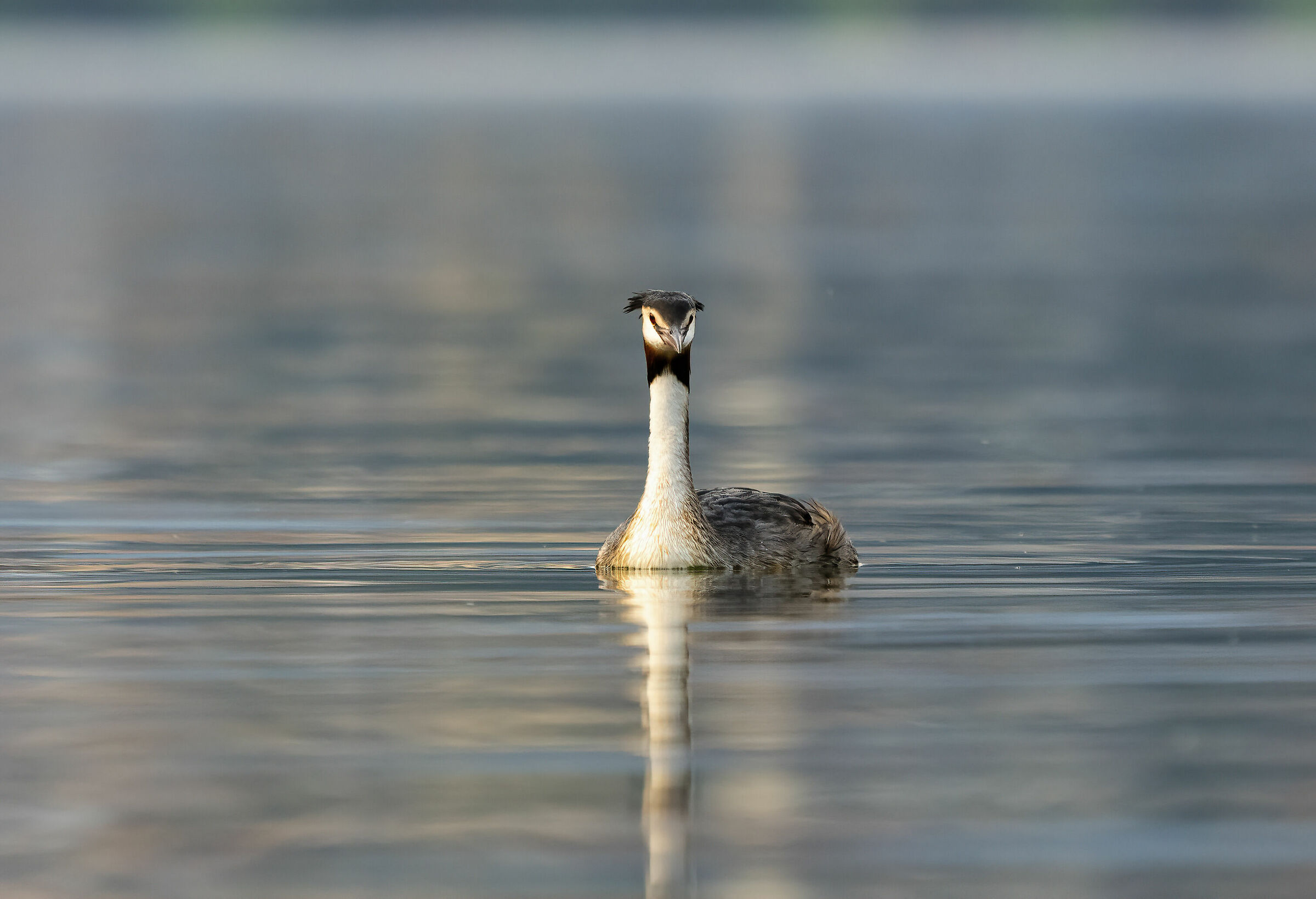Grebe