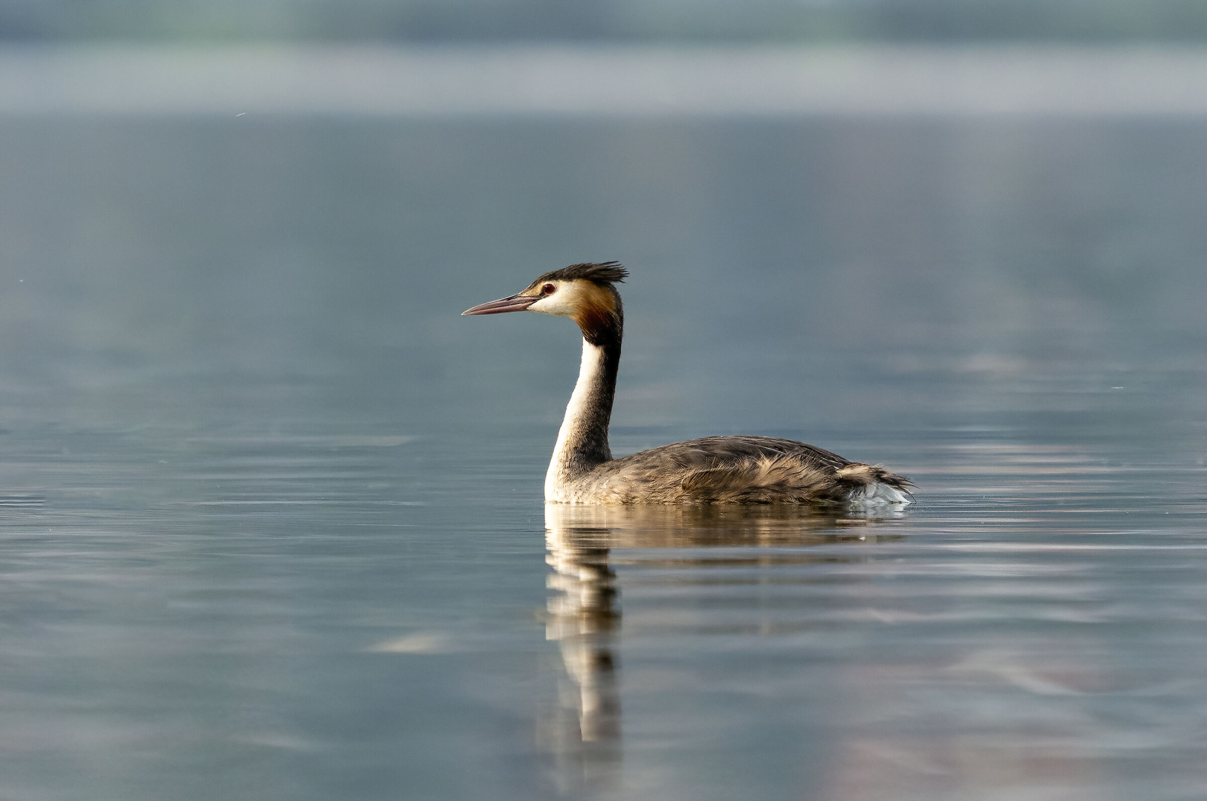 Grebe