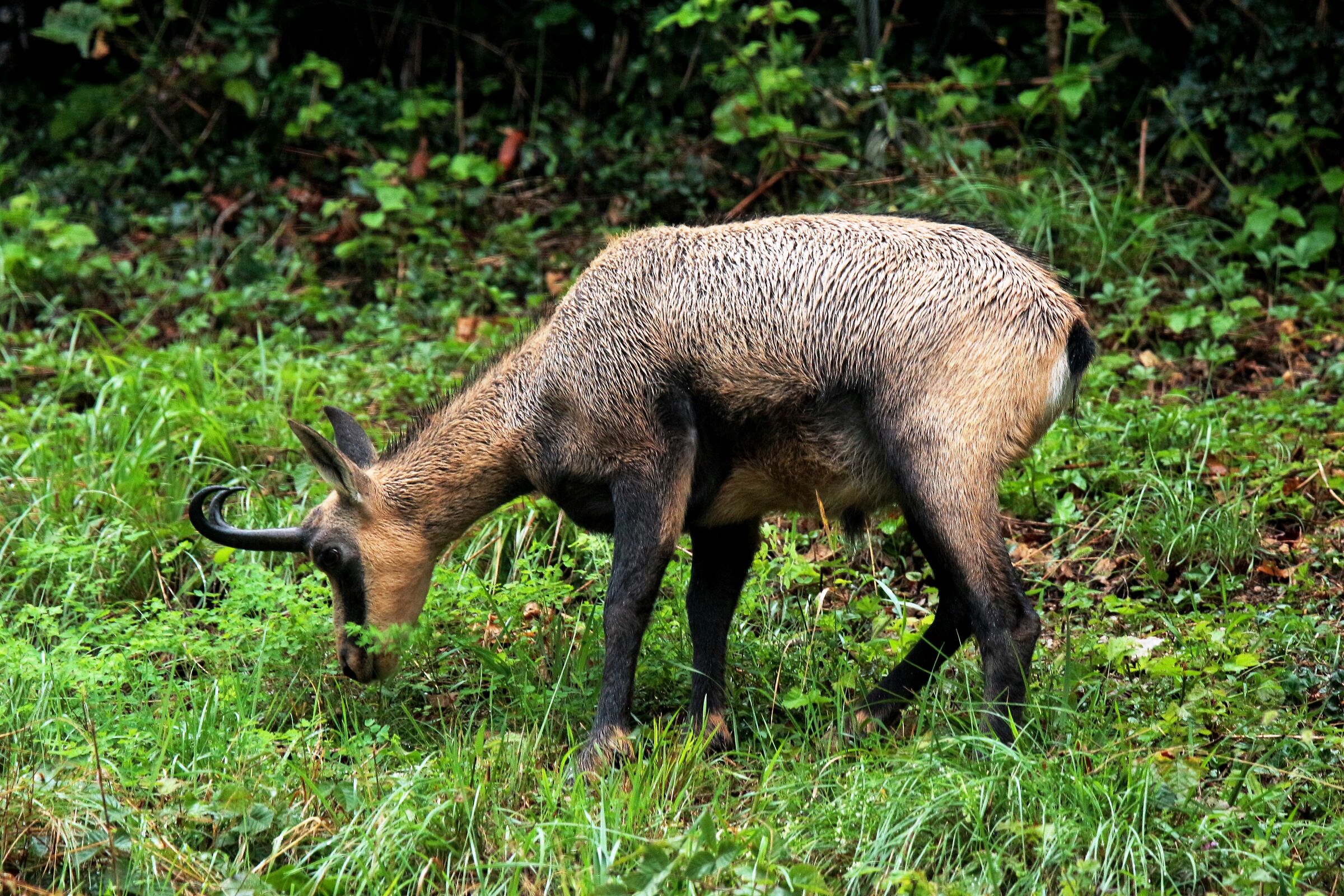 Il cgiovane camoscio