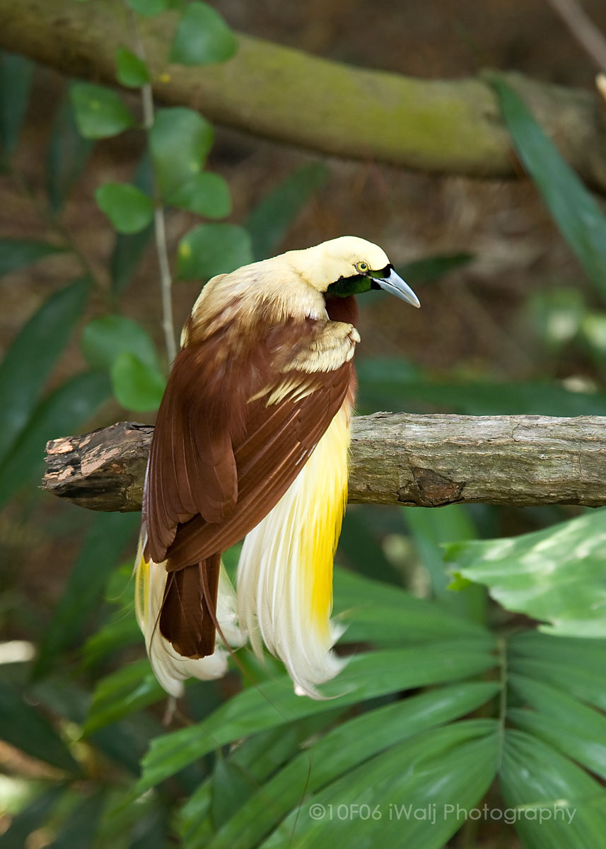 Bird of Paradise