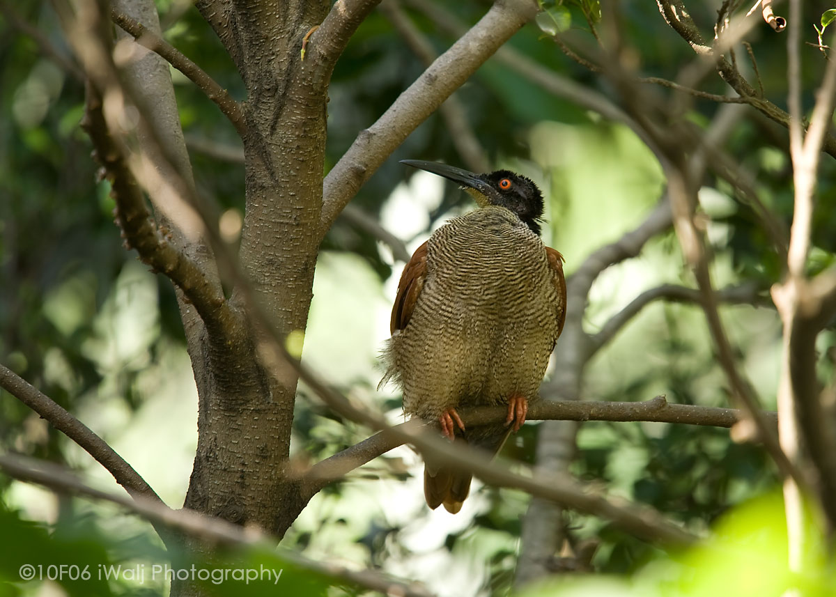 Twelve-Wired Bird of Paradise_Female