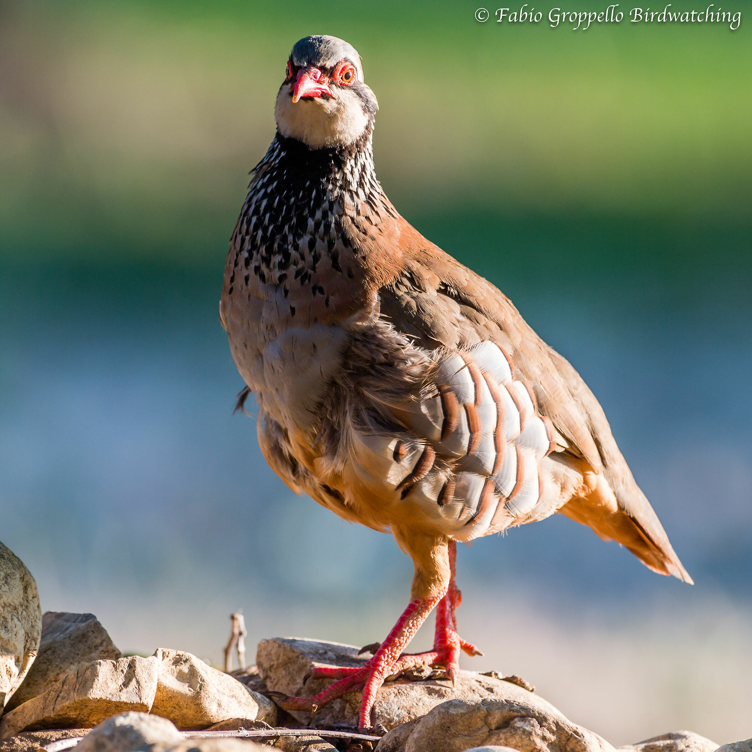 Red partridge