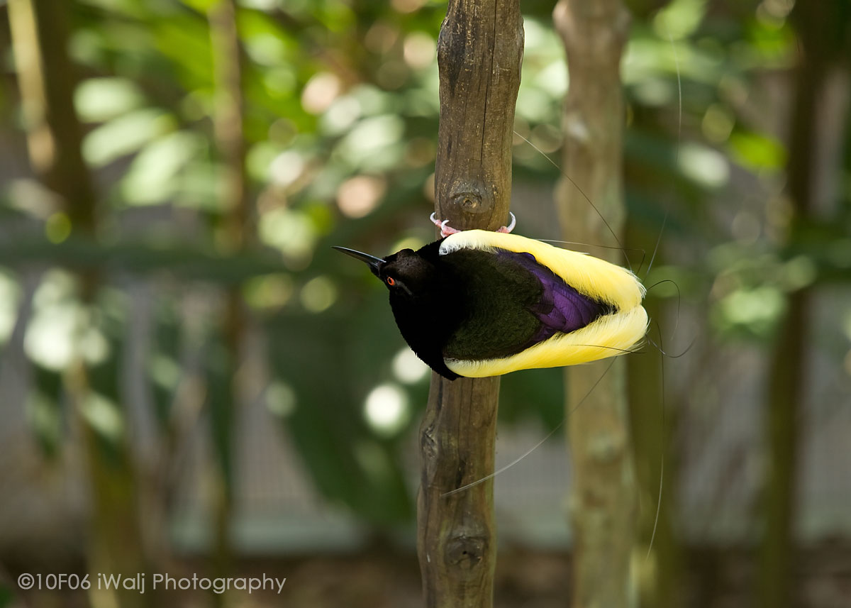 Twelve-Wired Bird of Paradise_Male