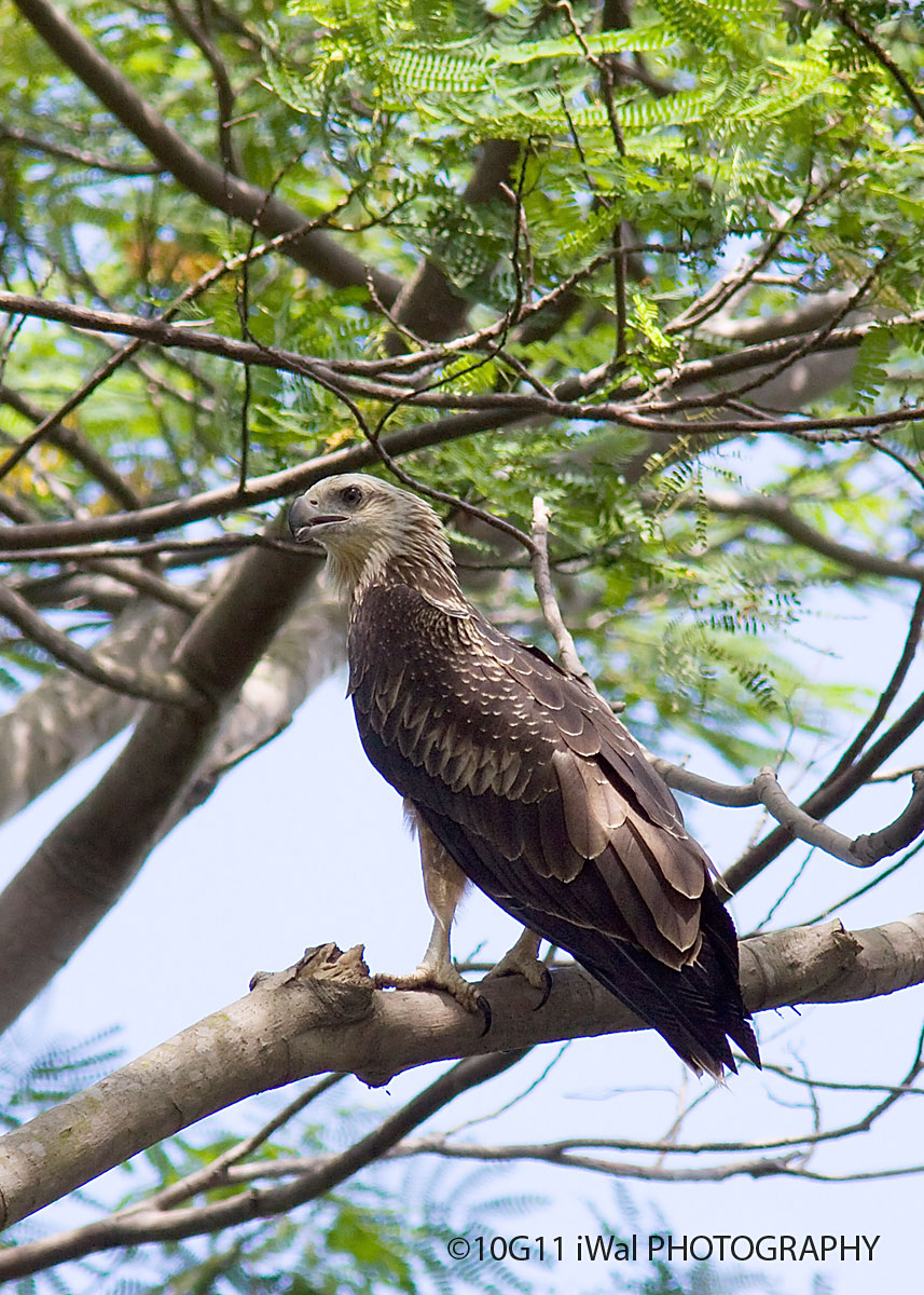White-Bellied Sea Eagle_Juv.