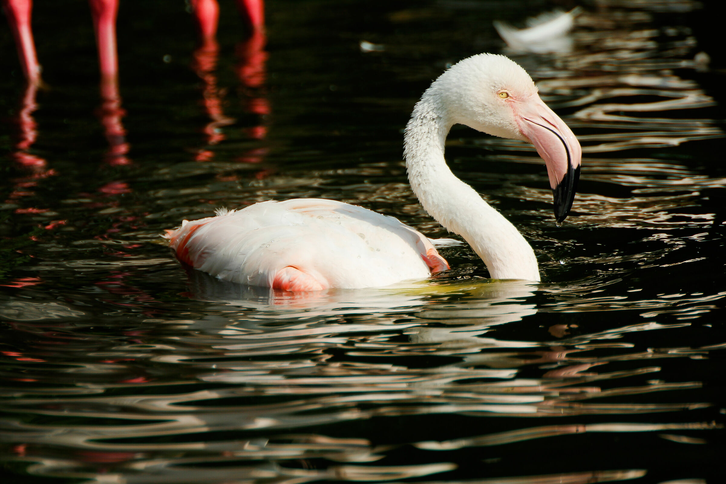 A Flamingo