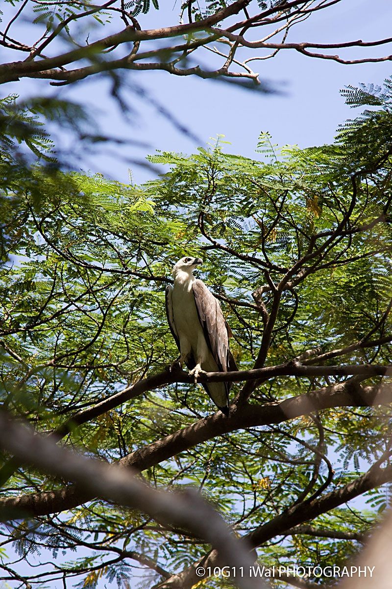 White-Bellied Sea Eagle