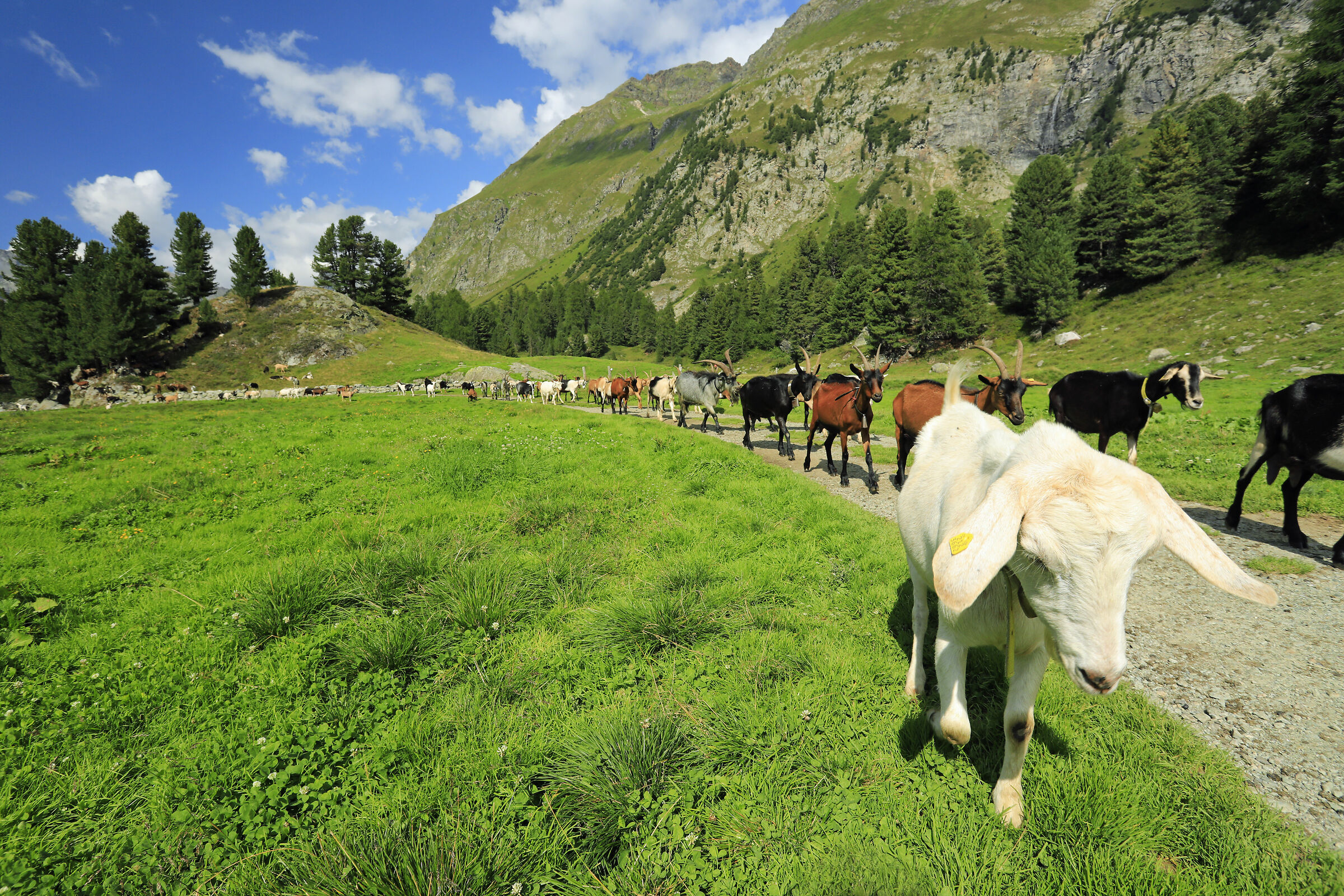 Return to the novile.