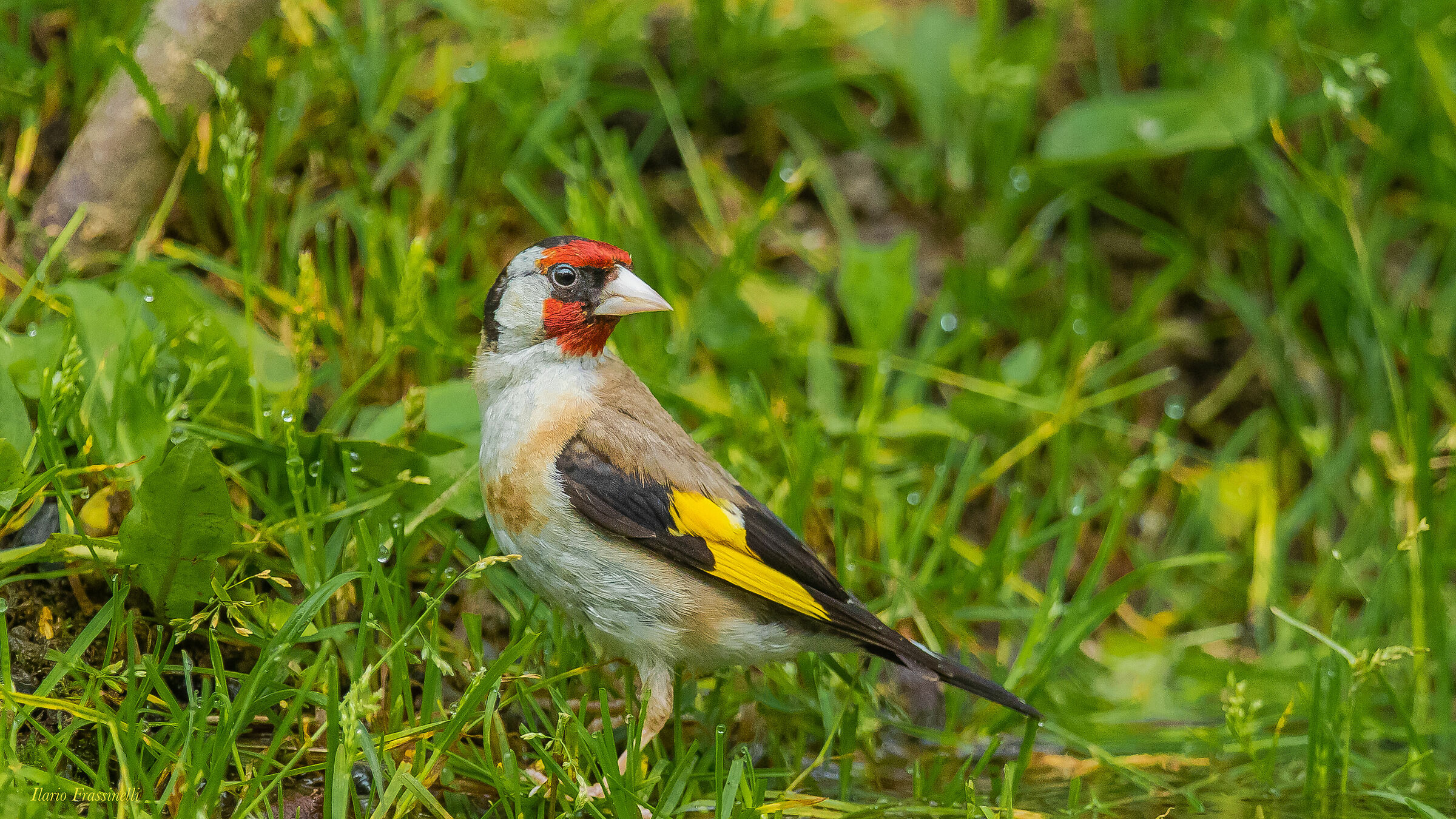 Goldfinch