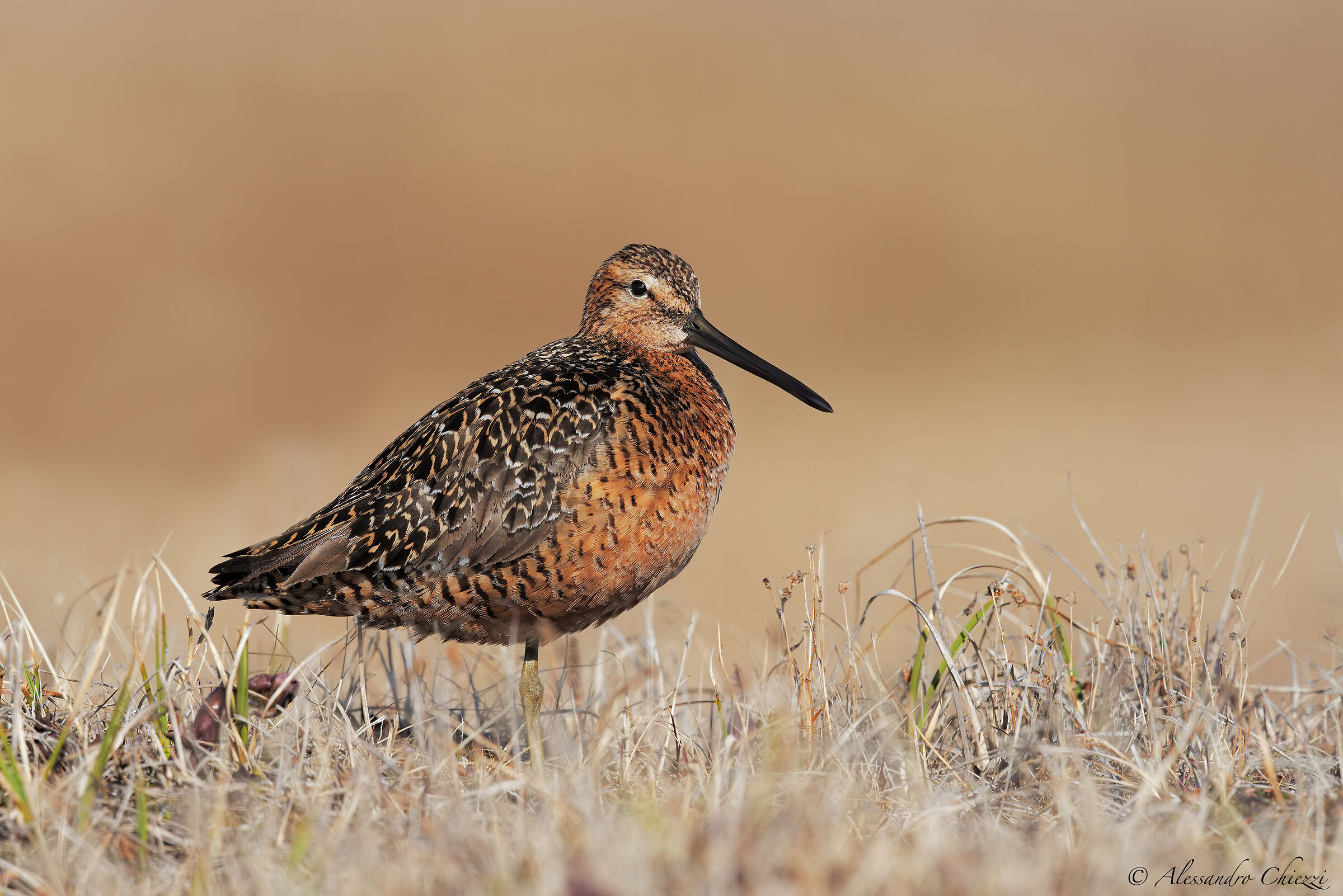 Pyro pyro chestmajor