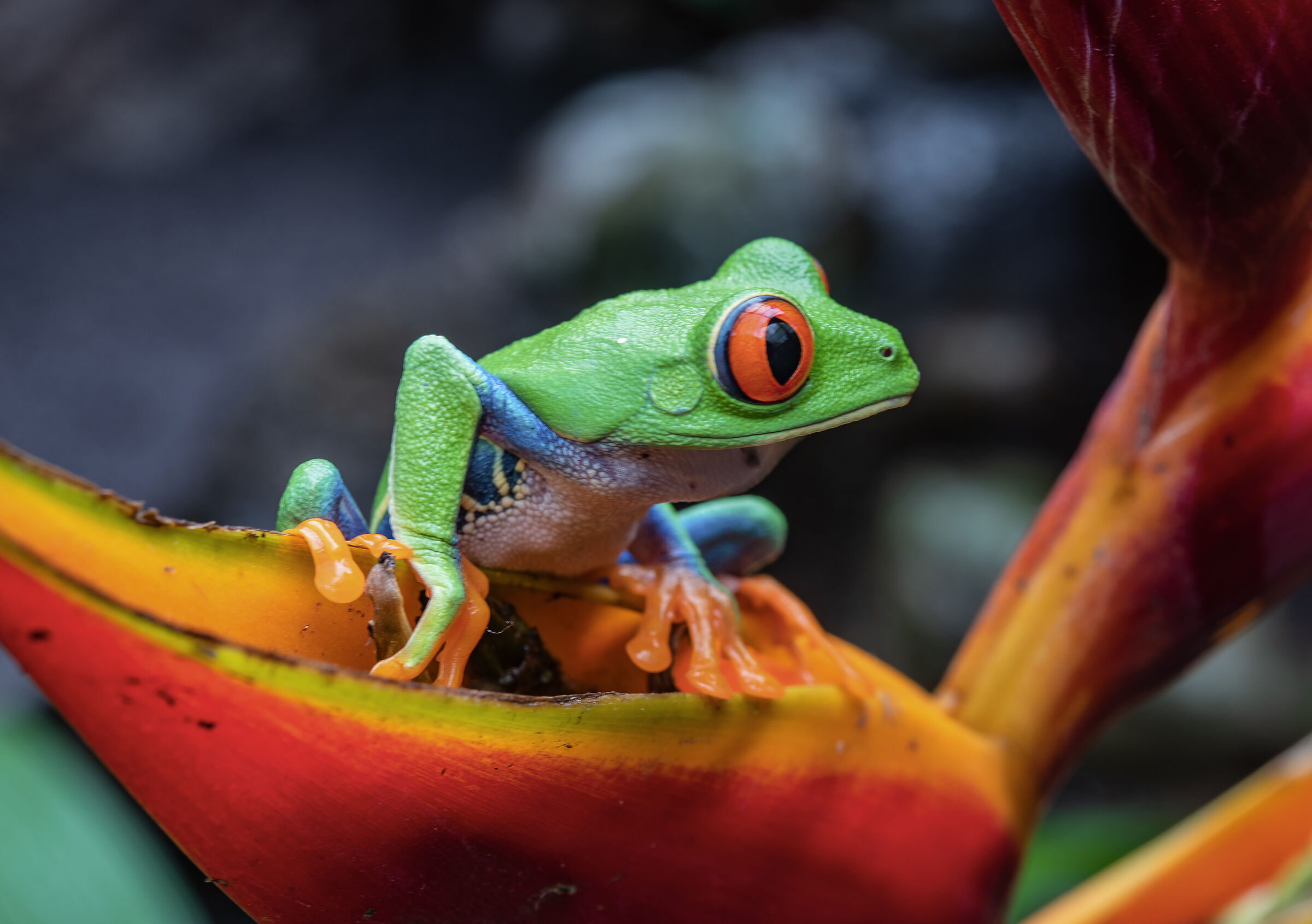 frog of the rosial eyes