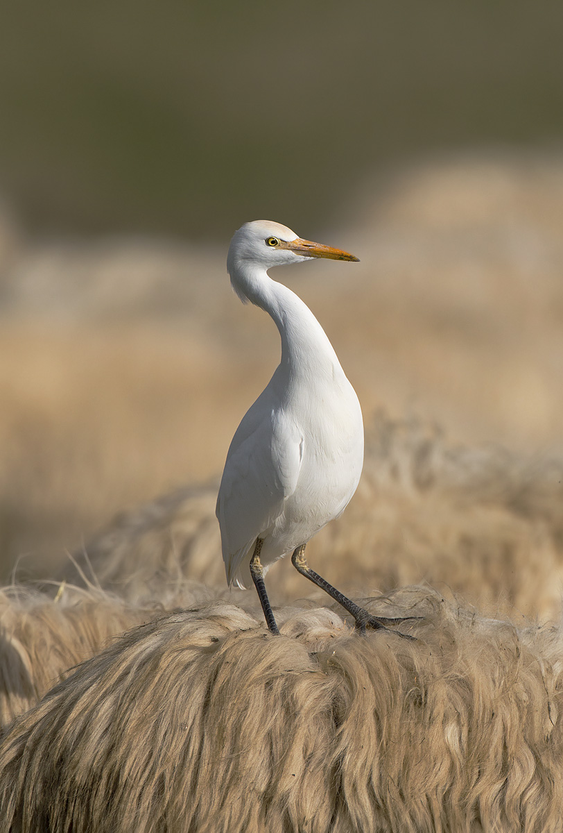 Passeggiando sulla pecora... in mancanza di buoi