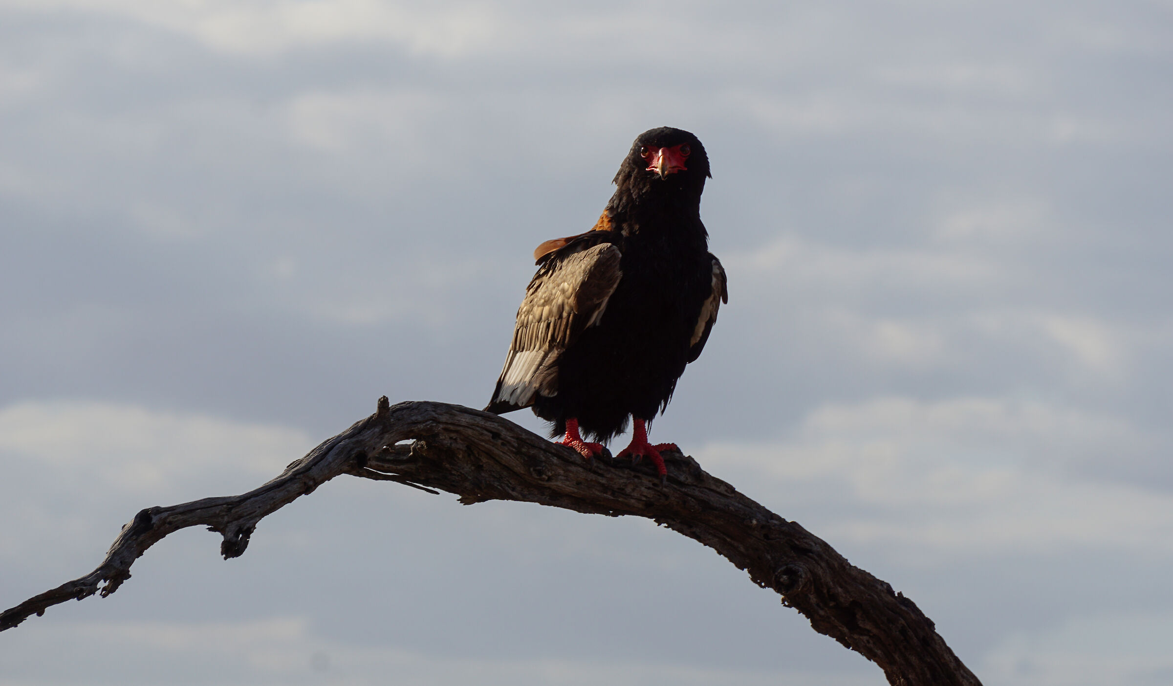 Bateleur Eagle (Terathopius ecaudatus)
